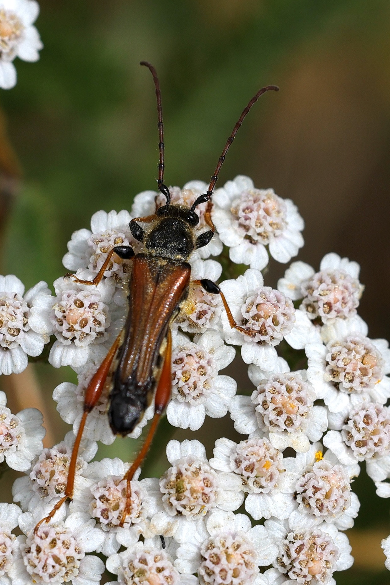 stenopterus_rufus1md