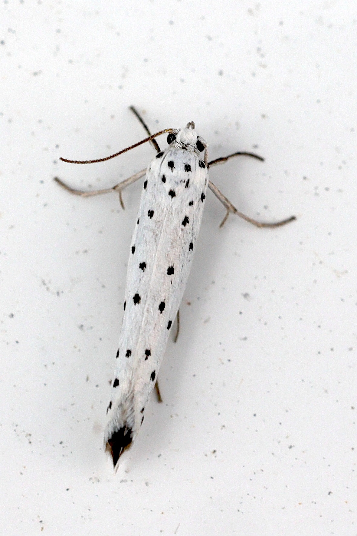 Afficher le média yponomeuta_padella4md yponomeuta_padella4md