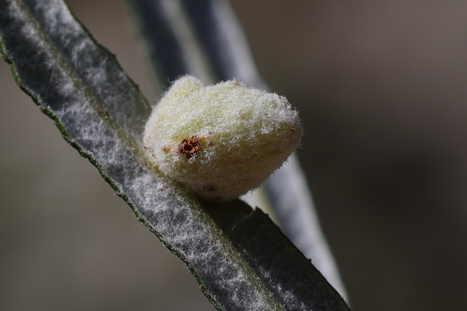 aceria_hippophaena_galle1md