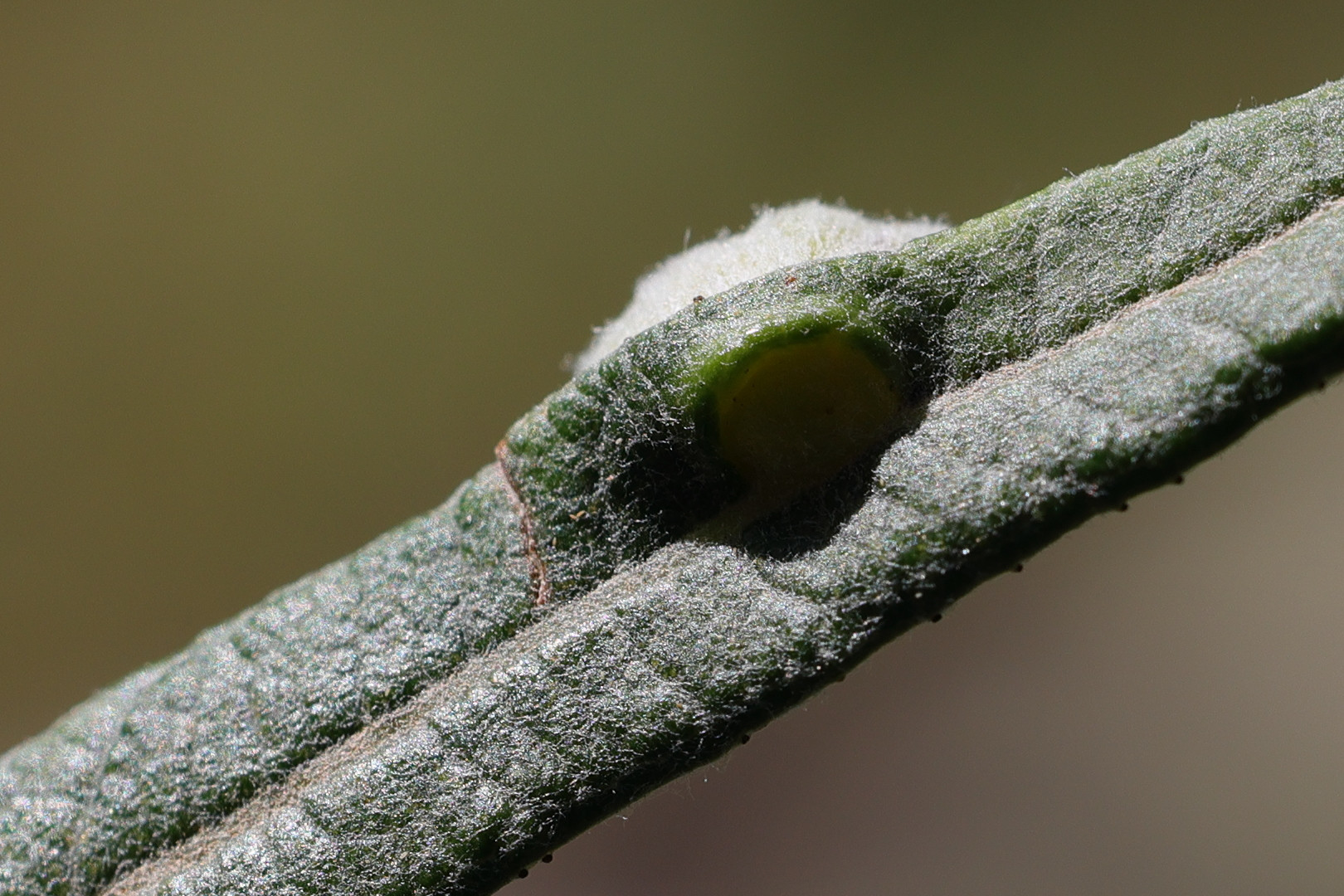 aceria_hippophaena_galle2md