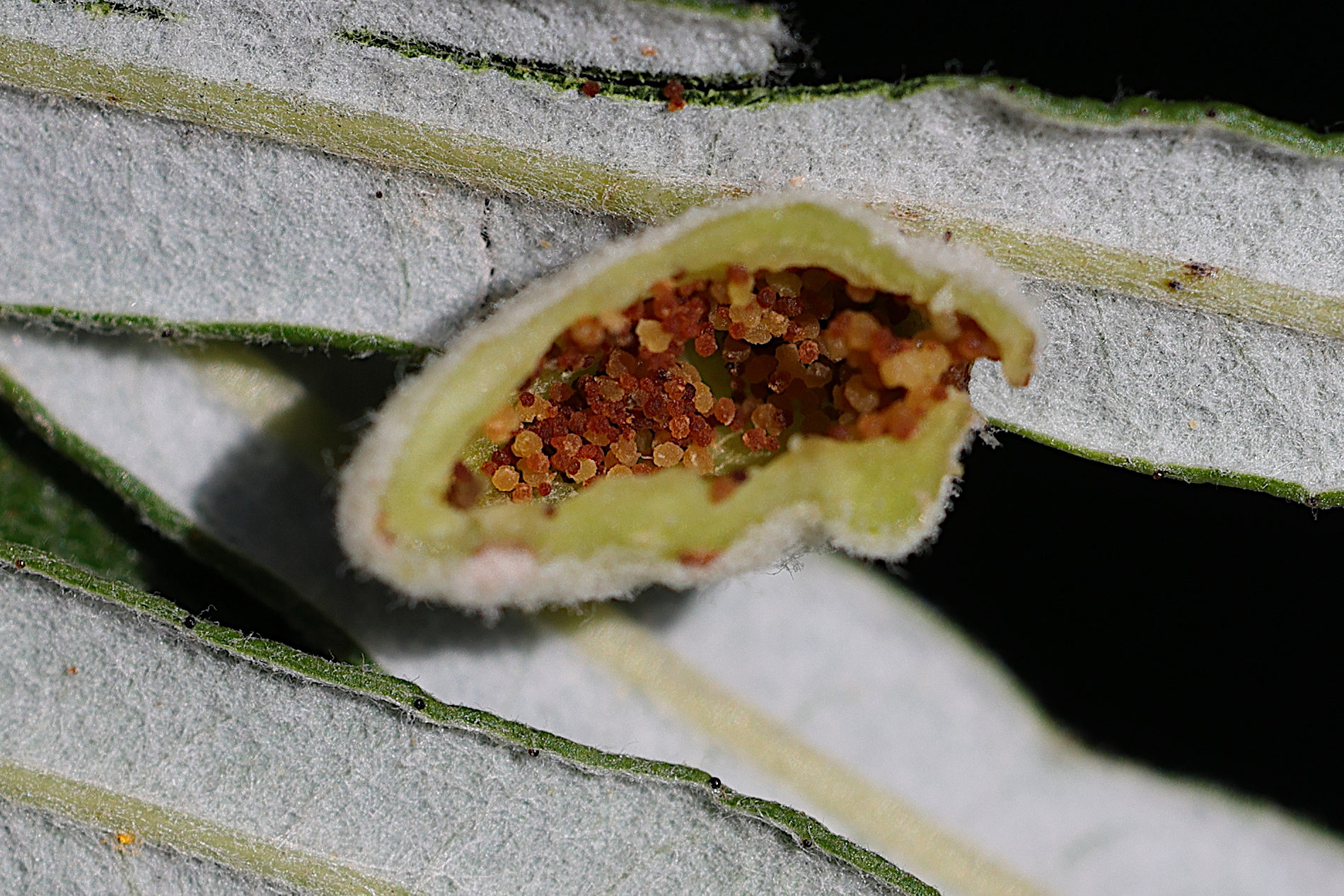 aceria_hippophaena_galle3md