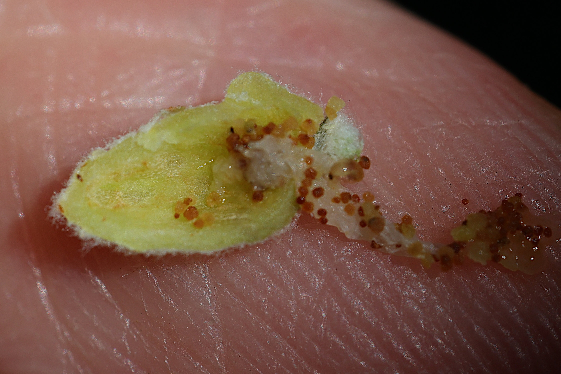 aceria_hippophaena_galle4md