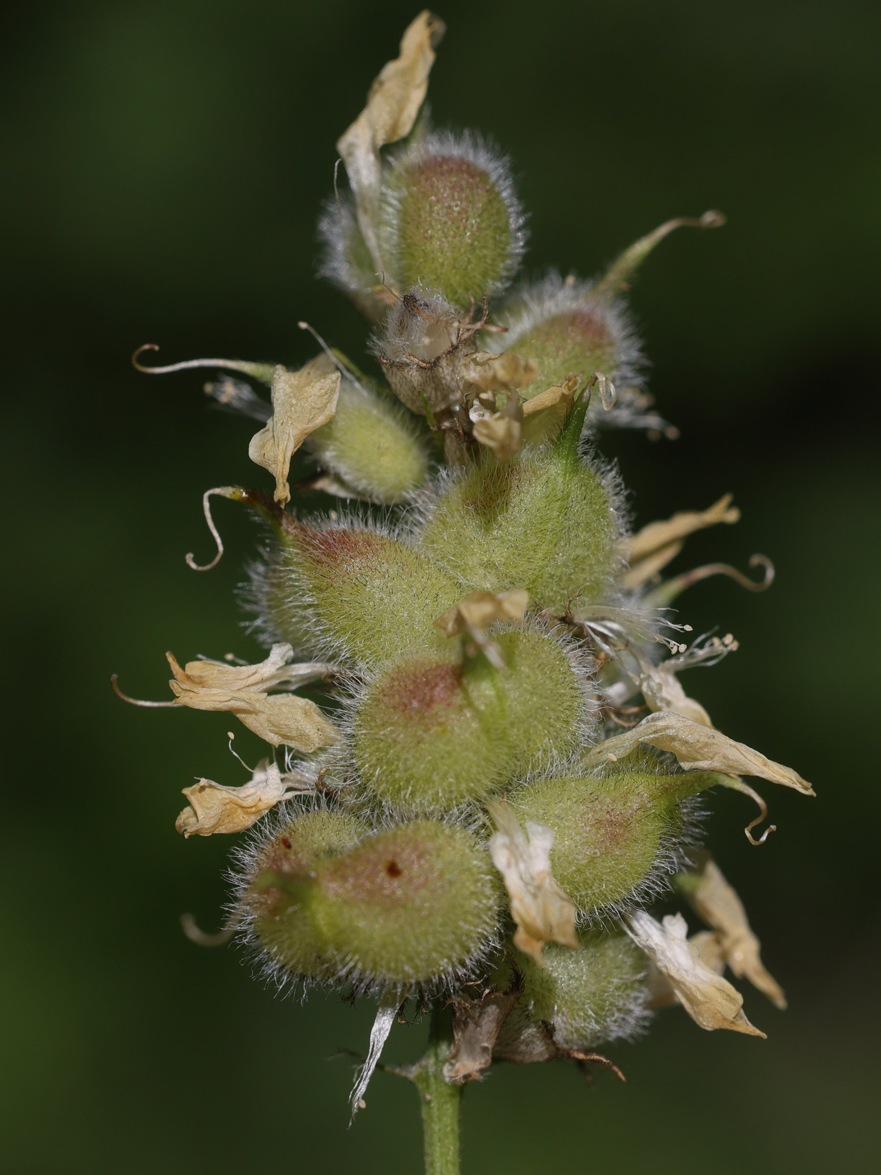 Afficher le média astragalus_cicer2md astragalus_cicer2md