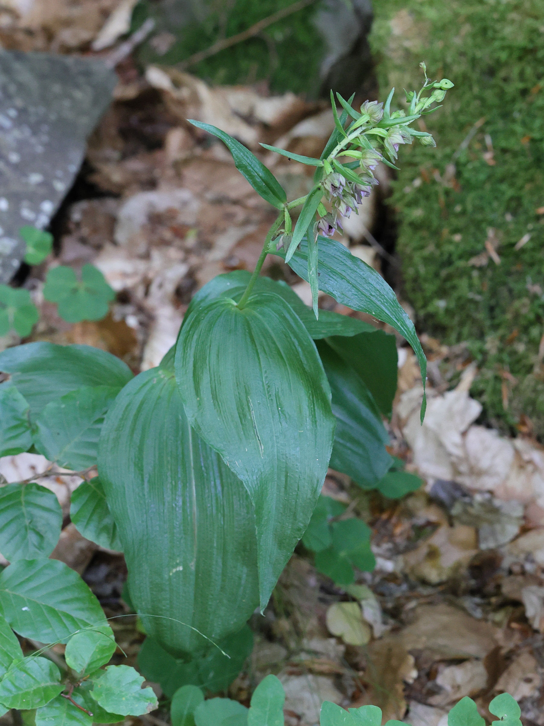 Afficher le média epipactis_helleborine4md epipactis_helleborine4md