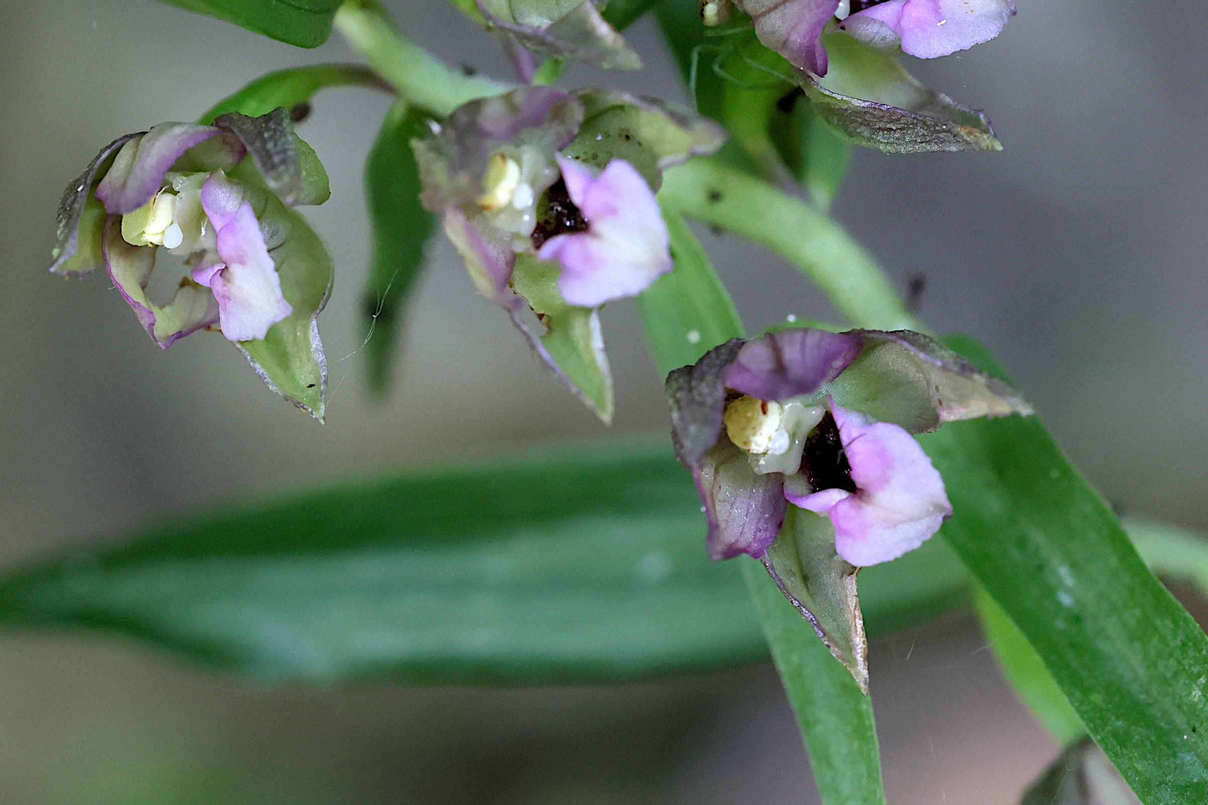 Afficher le média epipactis_helleborine5md epipactis_helleborine5md