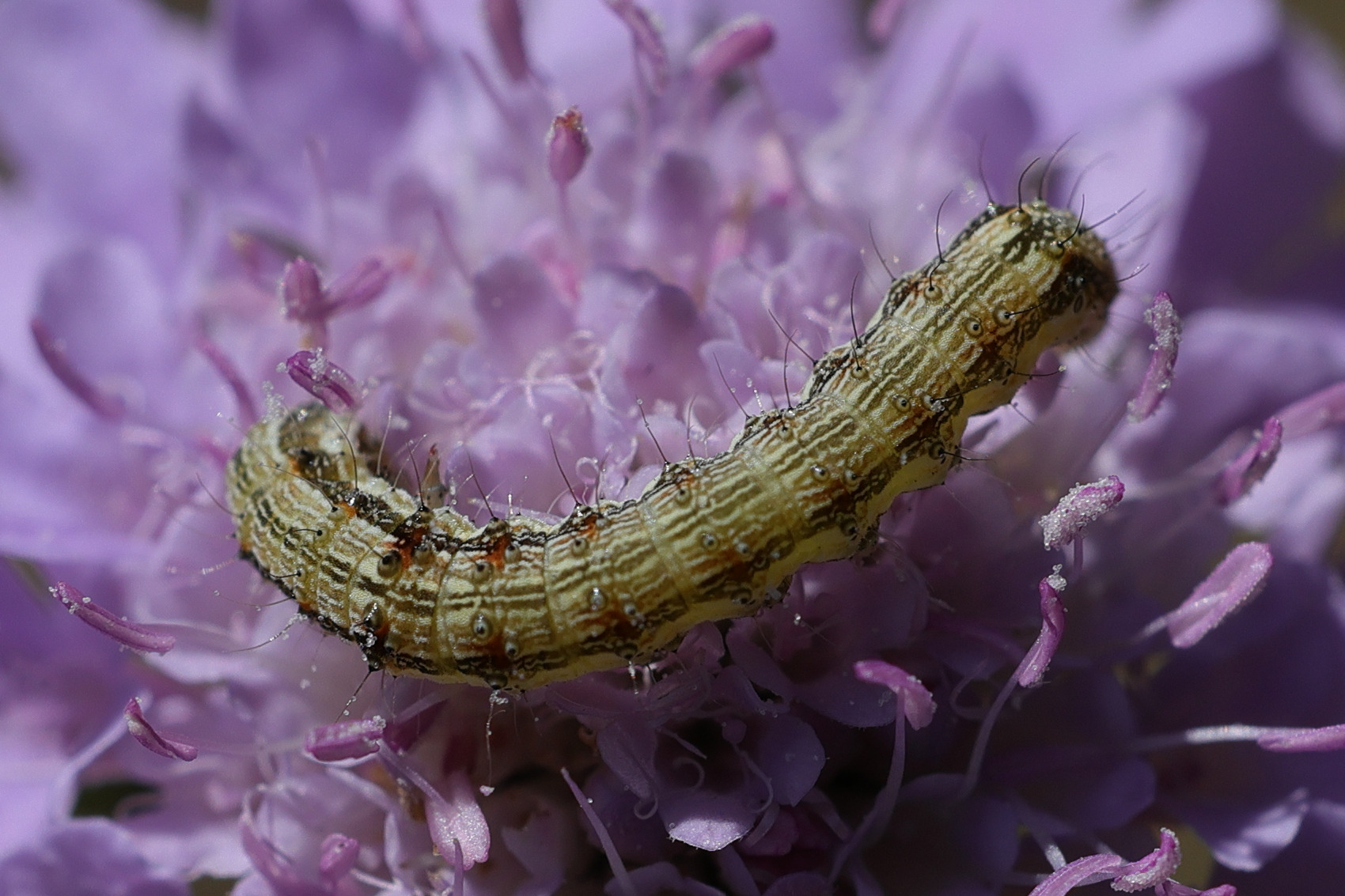 helicoverpa_armigera_ch1md