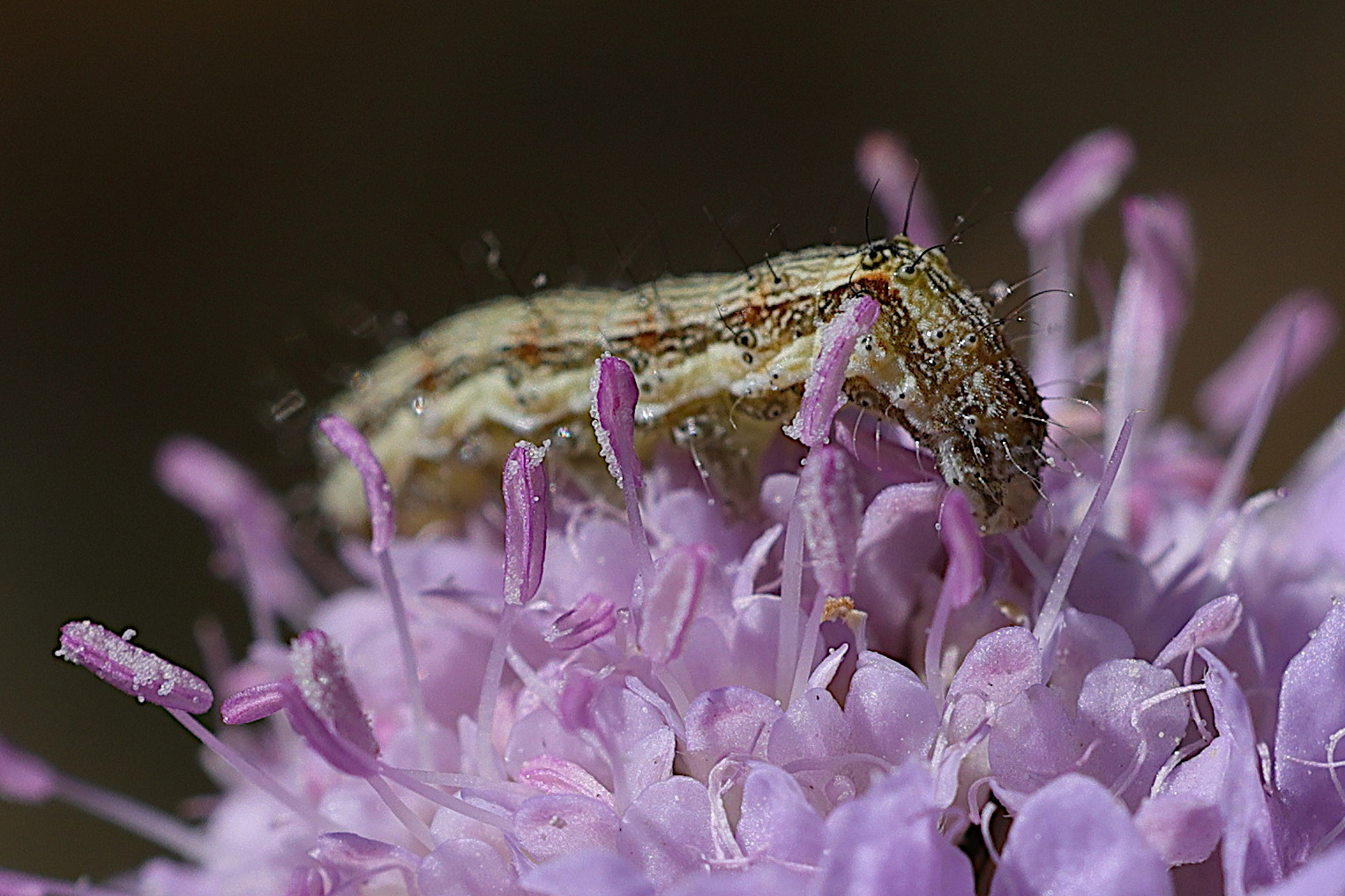 helicoverpa_armigera_ch2md