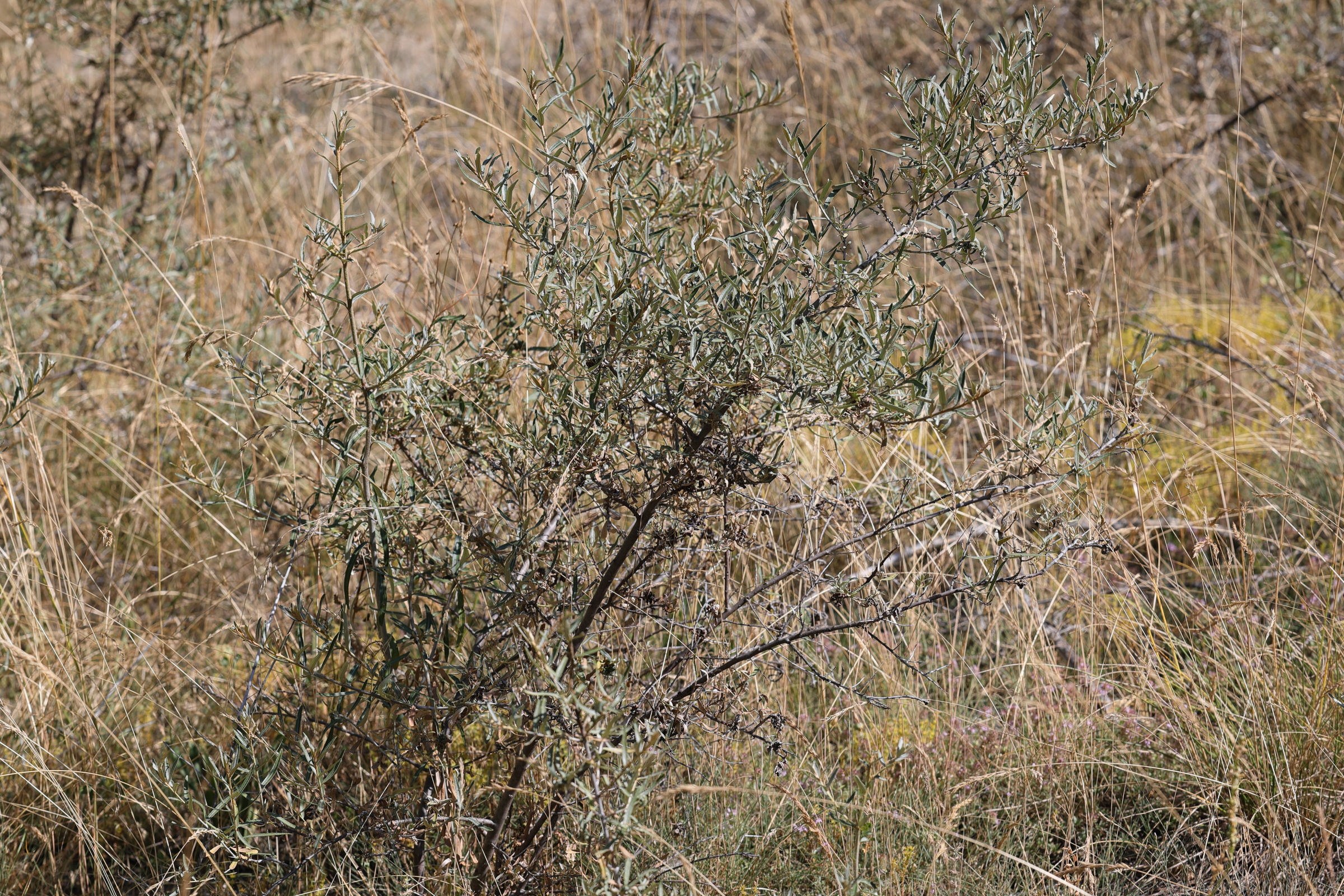 Afficher le média hippophae_rhamnoides_fluviatilis1md hippophae_rhamnoides_fluviatilis1md