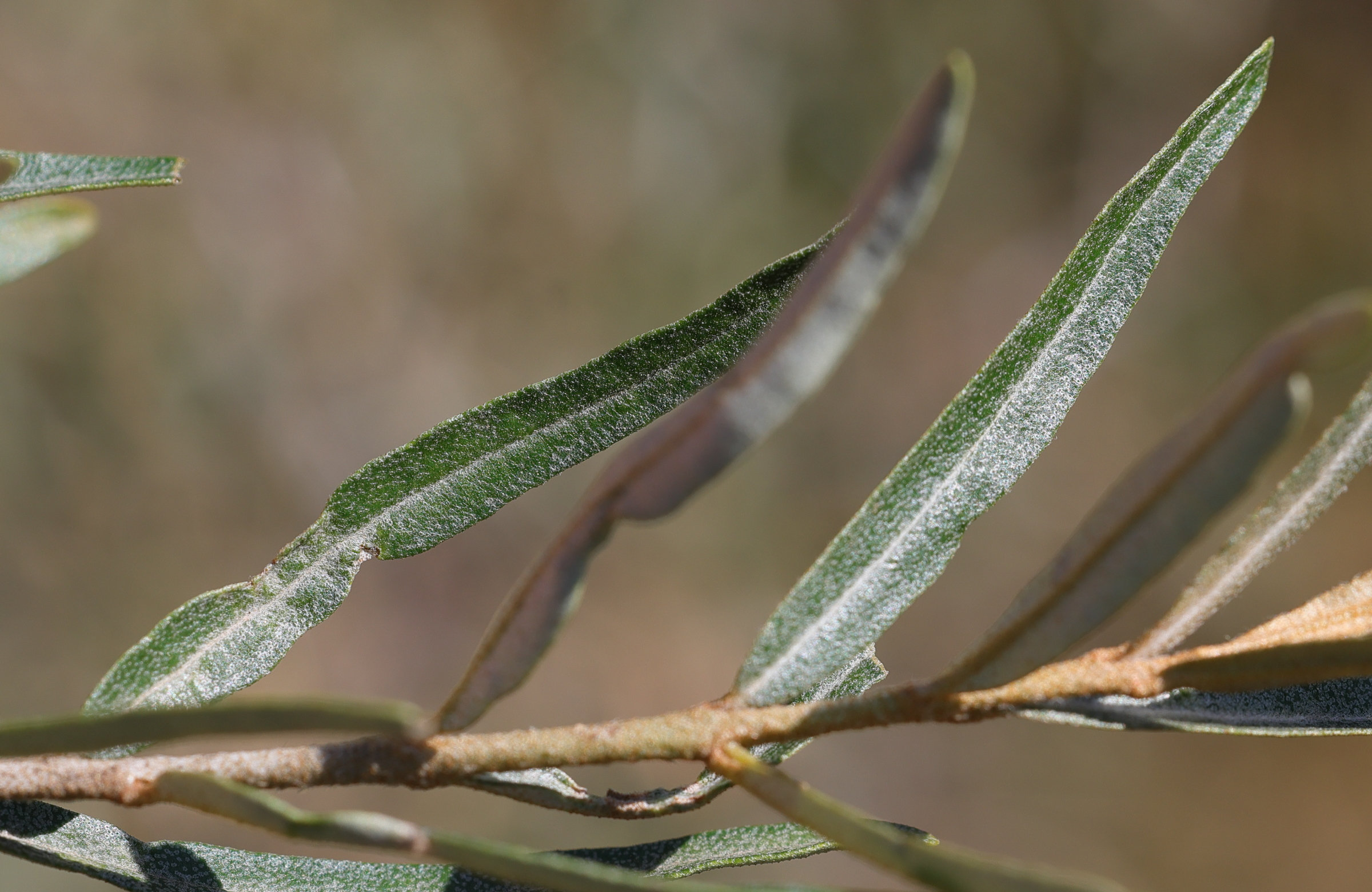 Afficher le média hippophae_rhamnoides_fluviatilis2md hippophae_rhamnoides_fluviatilis2md