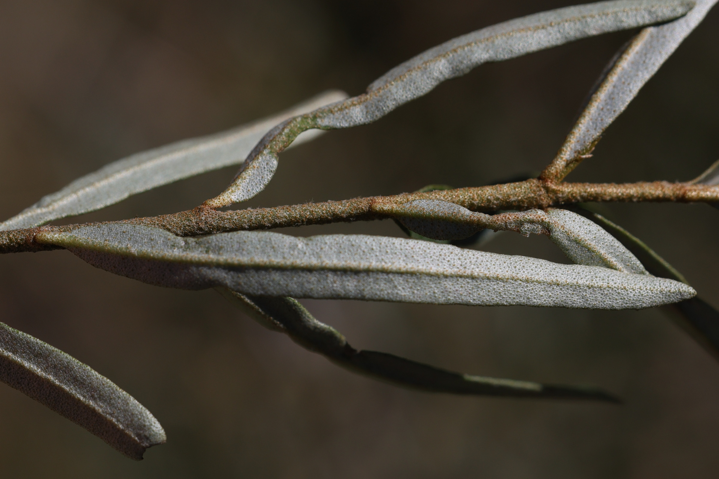 Afficher le média hippophae_rhamnoides_fluviatilis3md hippophae_rhamnoides_fluviatilis3md