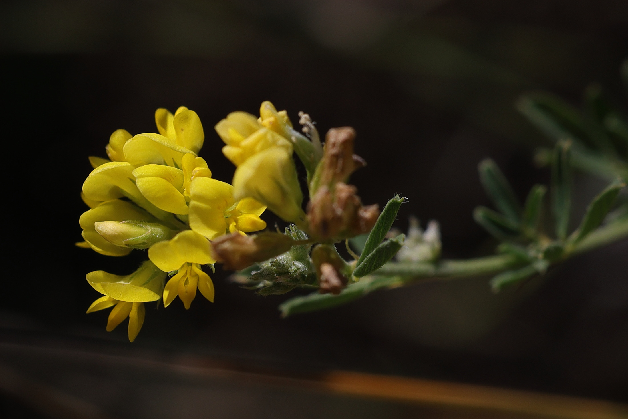 medicago_sativa_falcata2md