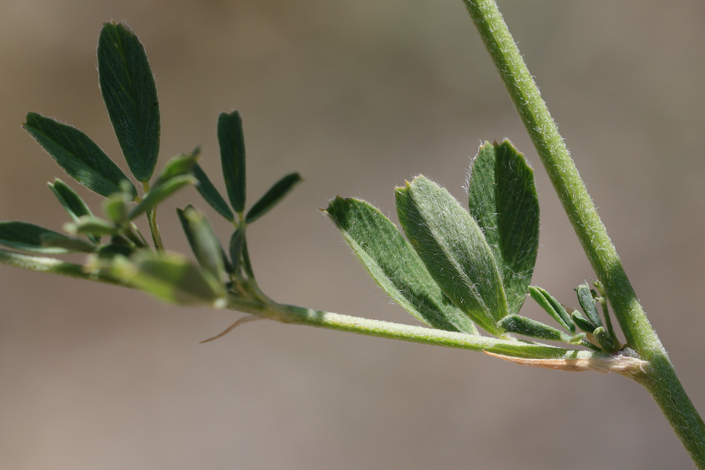 medicago_sativa_falcata3md