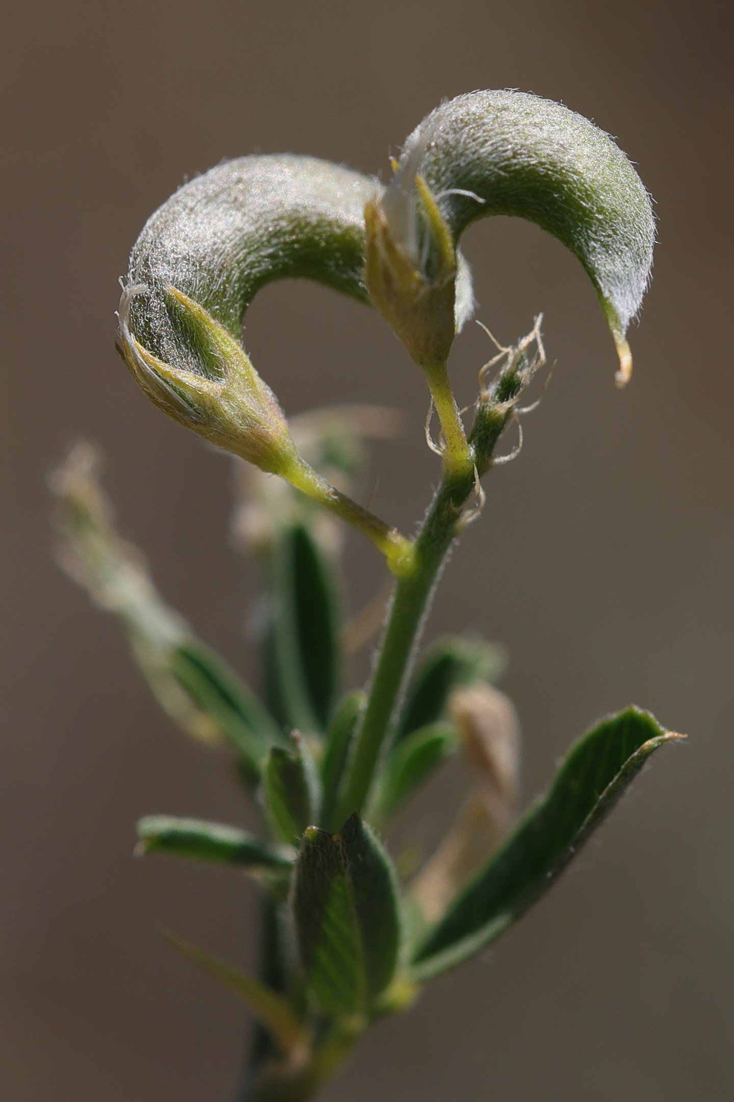 medicago_sativa_falcata4md