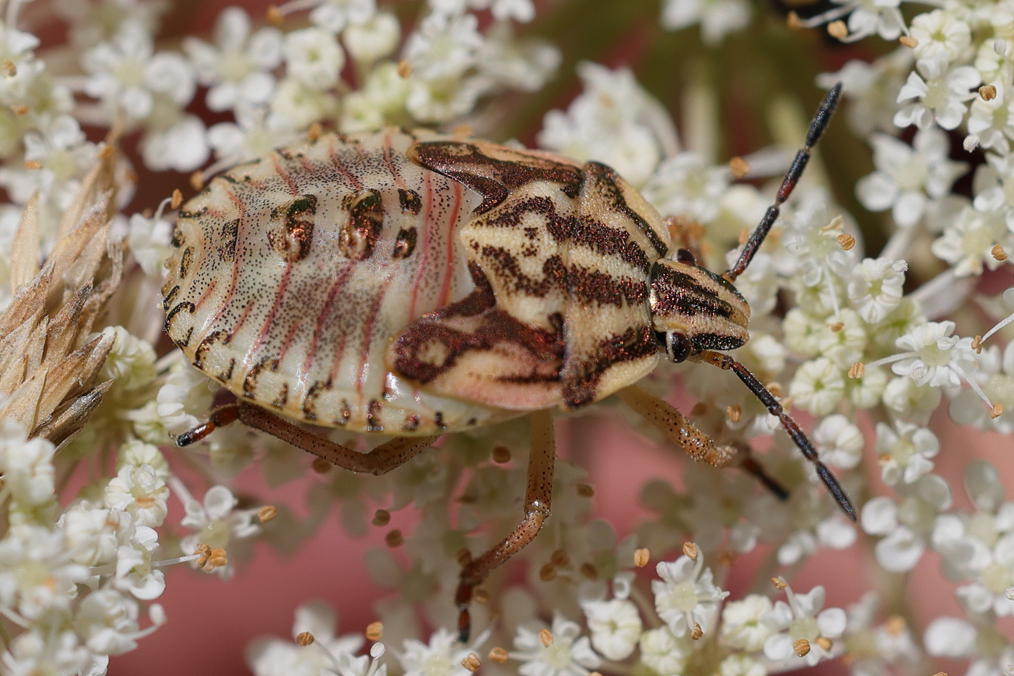 carpocoris_mediterraneus_juv1md