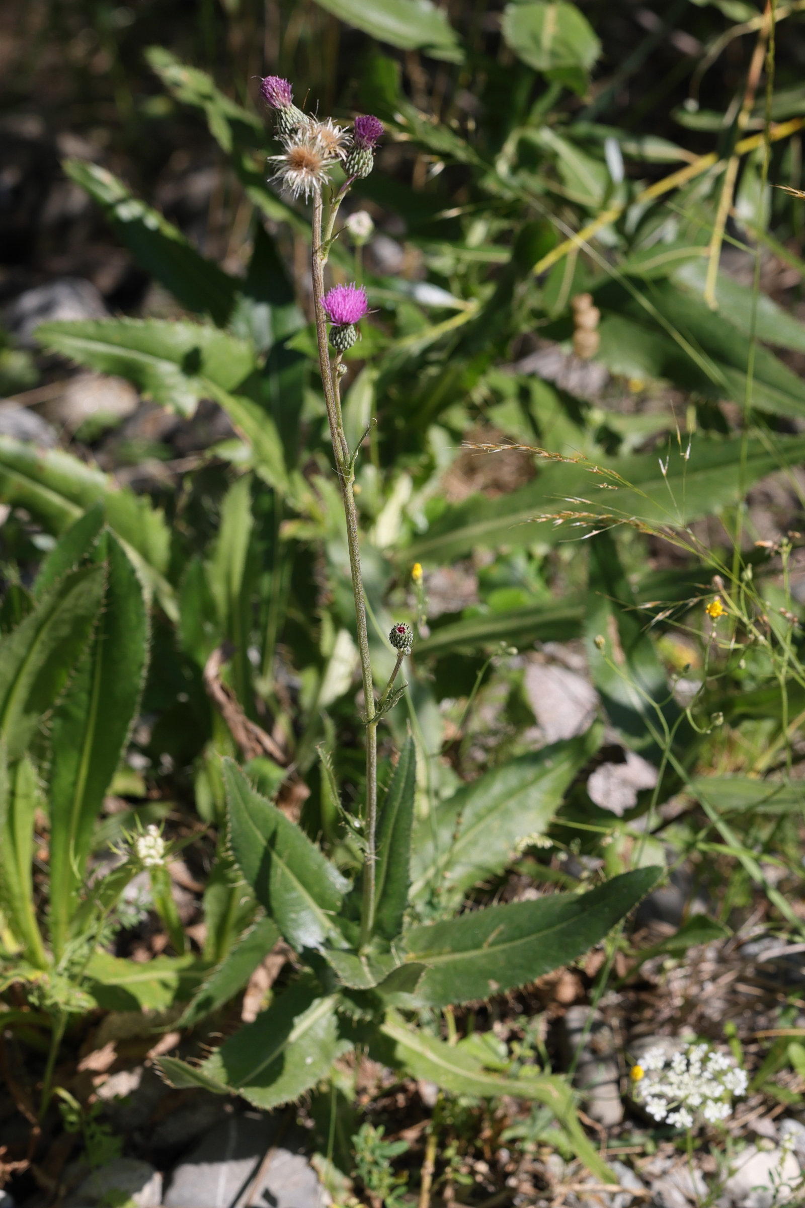cirsium_monspessulanum1md