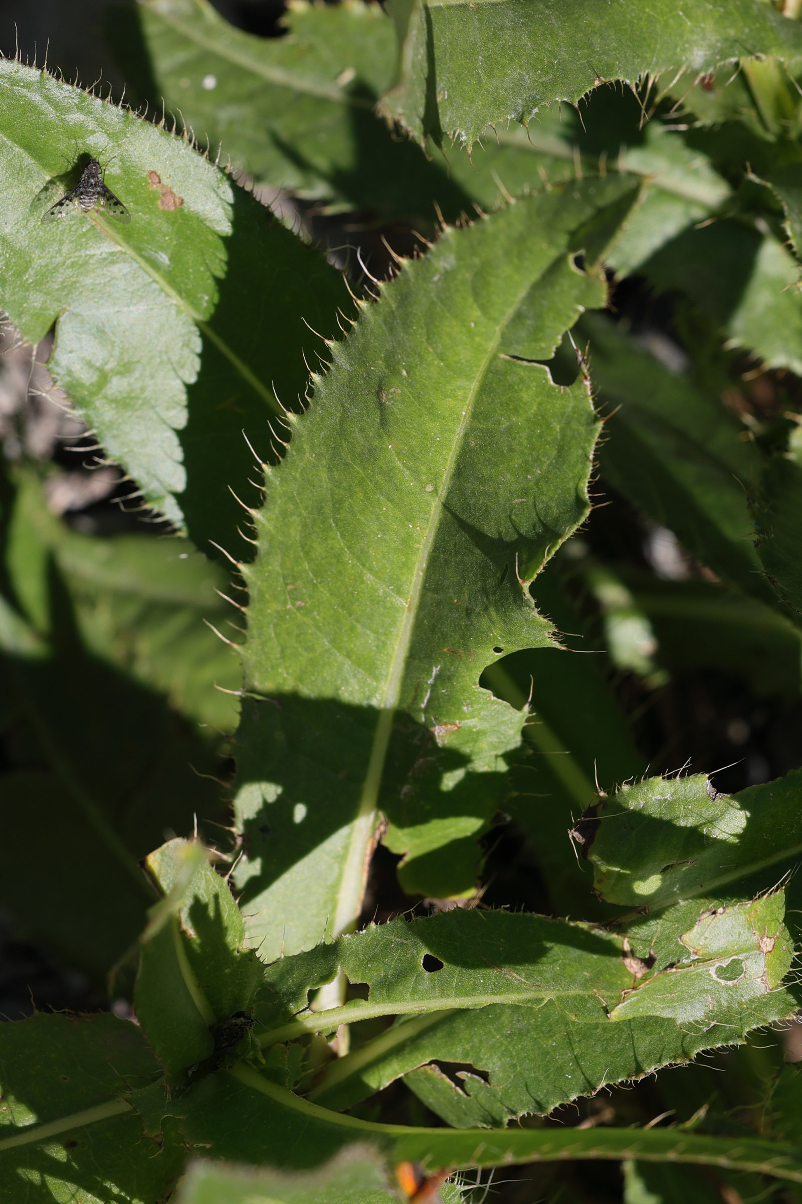 cirsium_monspessulanum2md