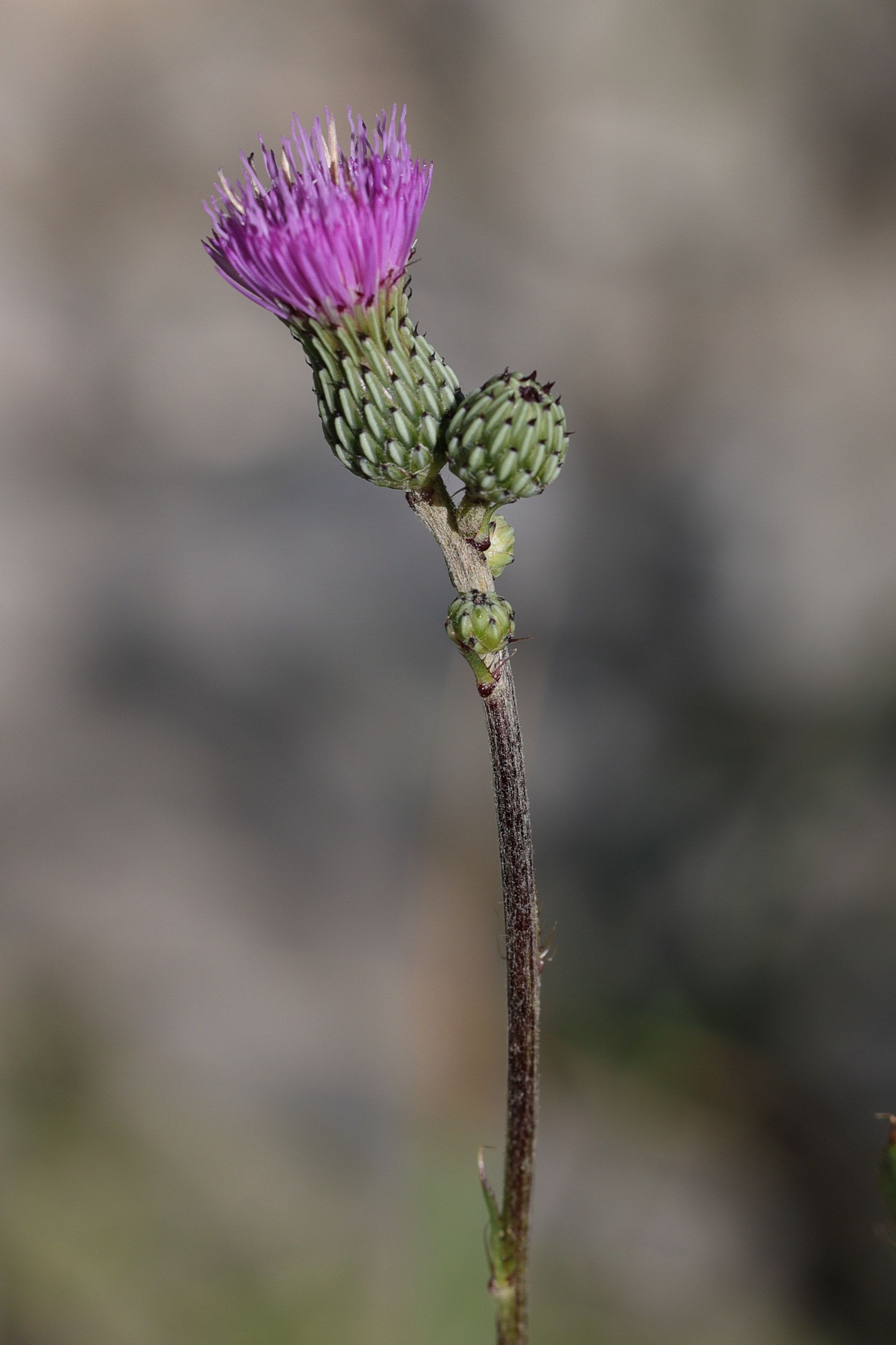 cirsium_monspessulanum3mdjpg