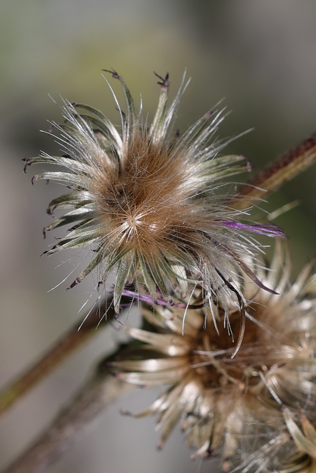 cirsium_monspessulanum6md