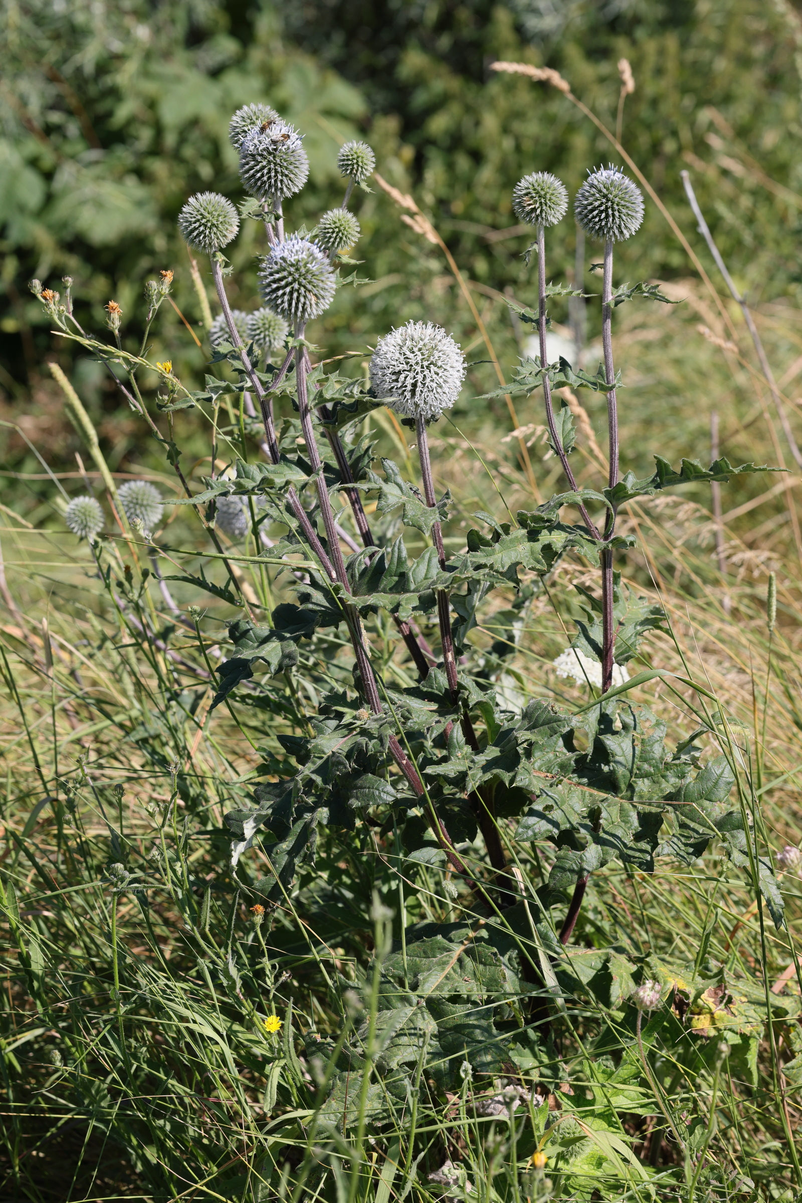 Afficher le média echinops_sphaerocephalus1md echinops_sphaerocephalus1md