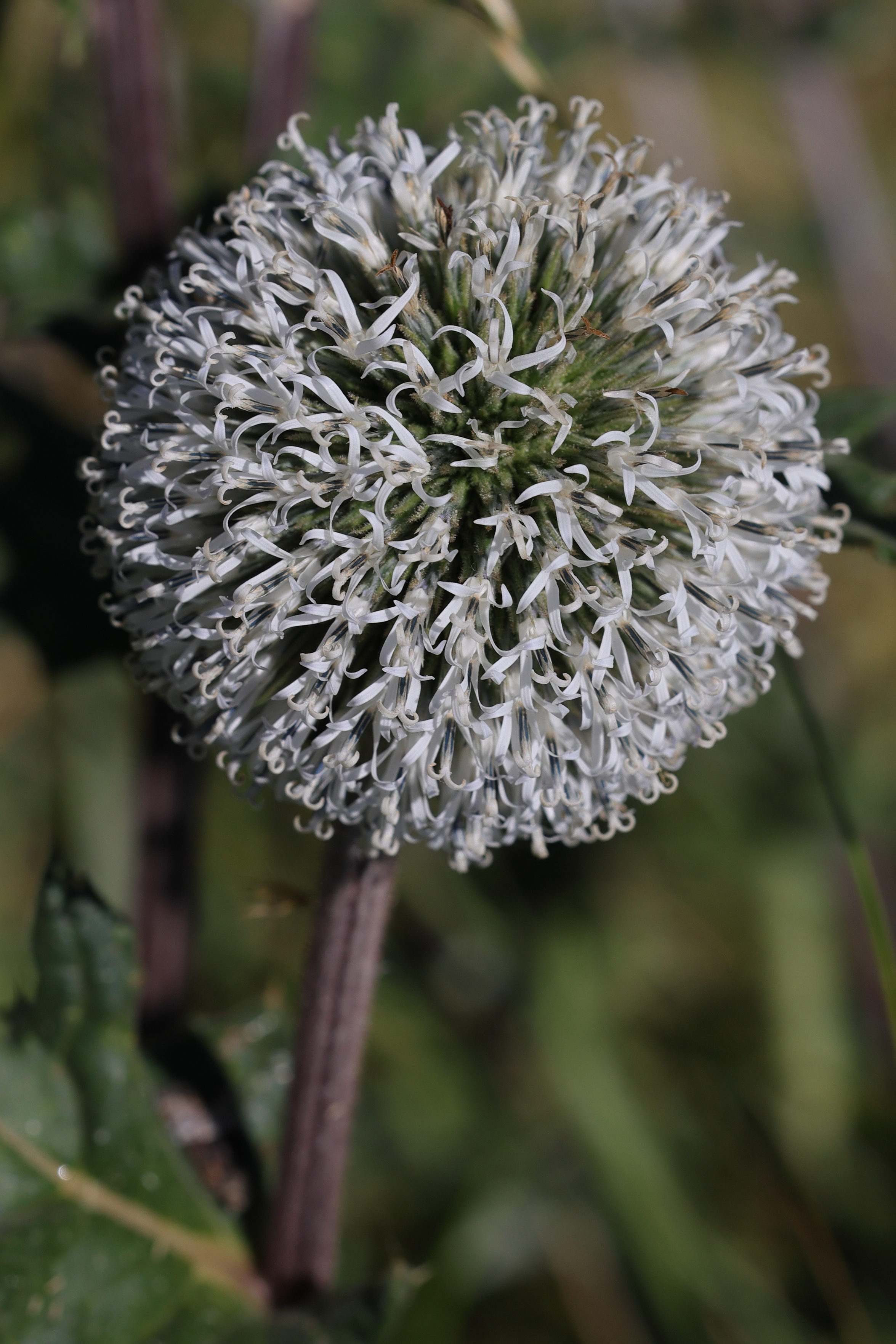 Afficher le média echinops_sphaerocephalus4md echinops_sphaerocephalus4md