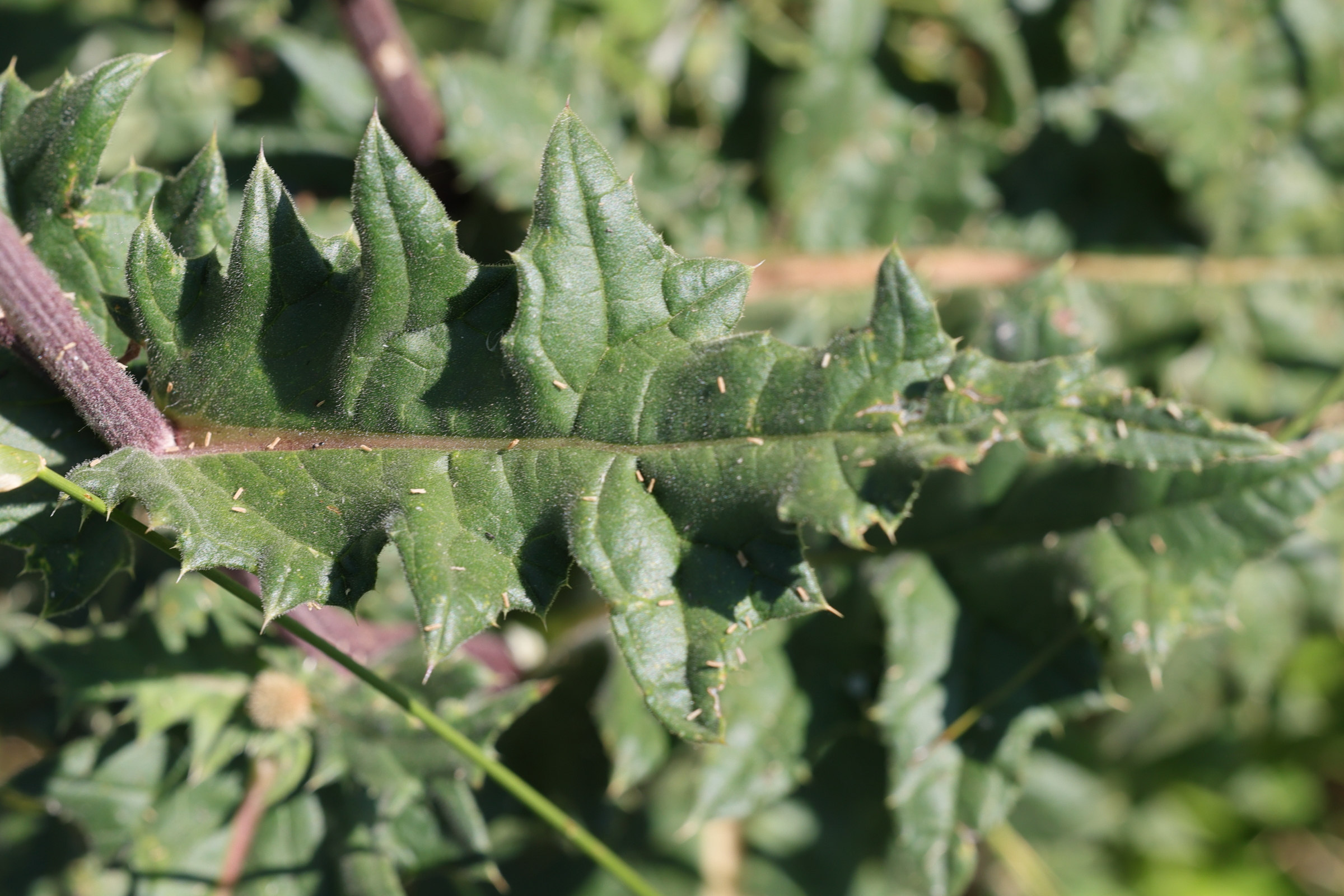 Afficher le média echinops_sphaerocephalus5md echinops_sphaerocephalus5md