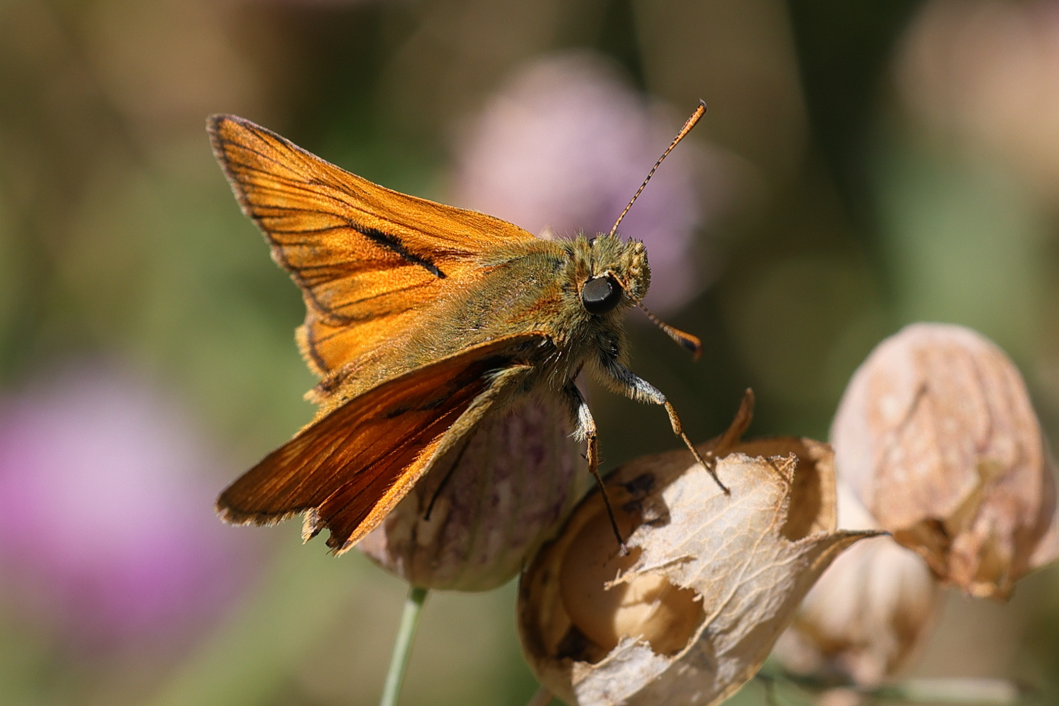 ochlodes_sylvanus8md