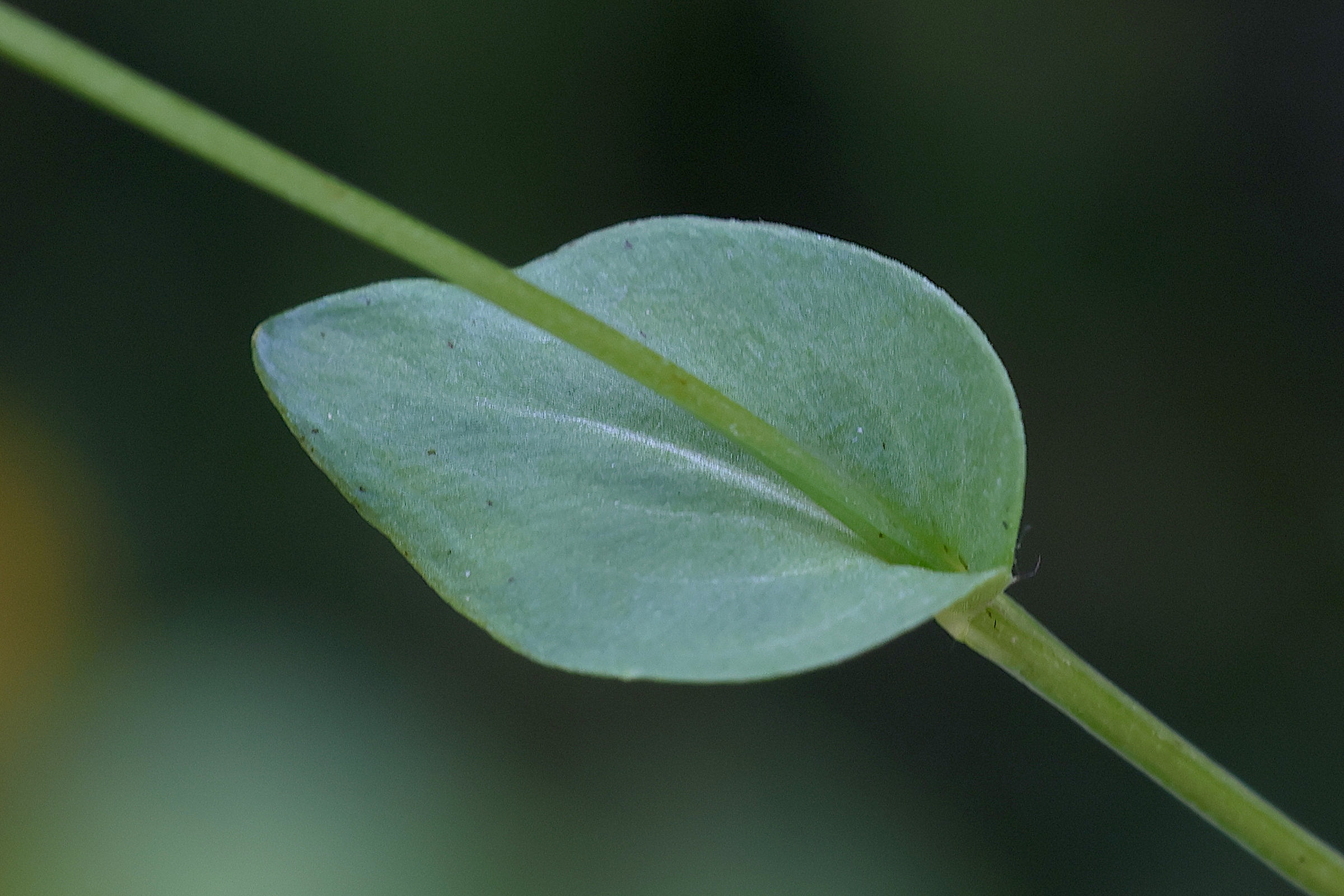 Afficher le média parnassia_palustris5md parnassia_palustris5md