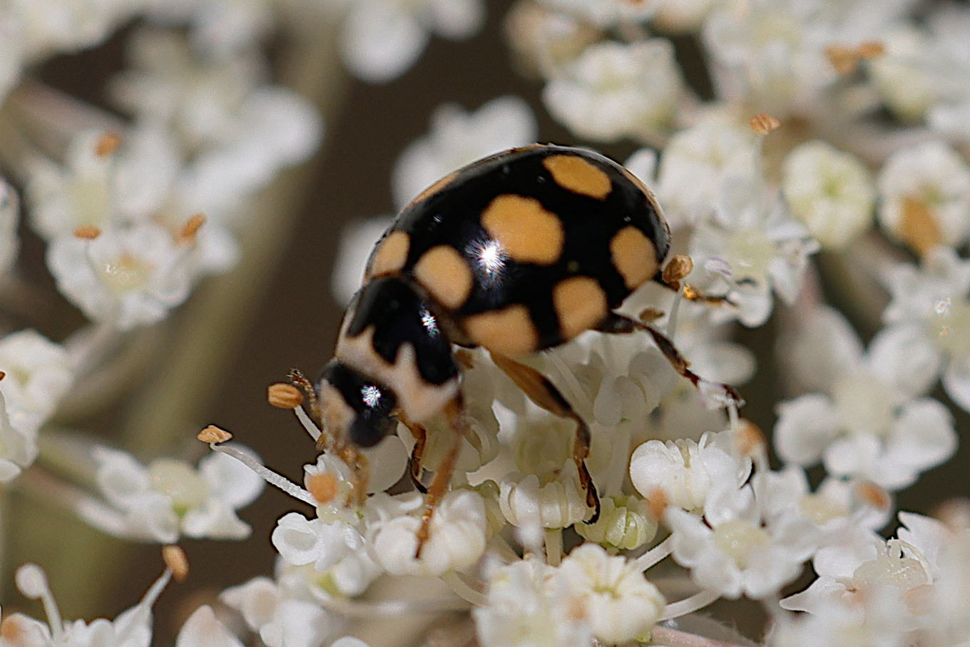 Afficher le média propylea_quatuordecimpunctata12md propylea_quatuordecimpunctata12md