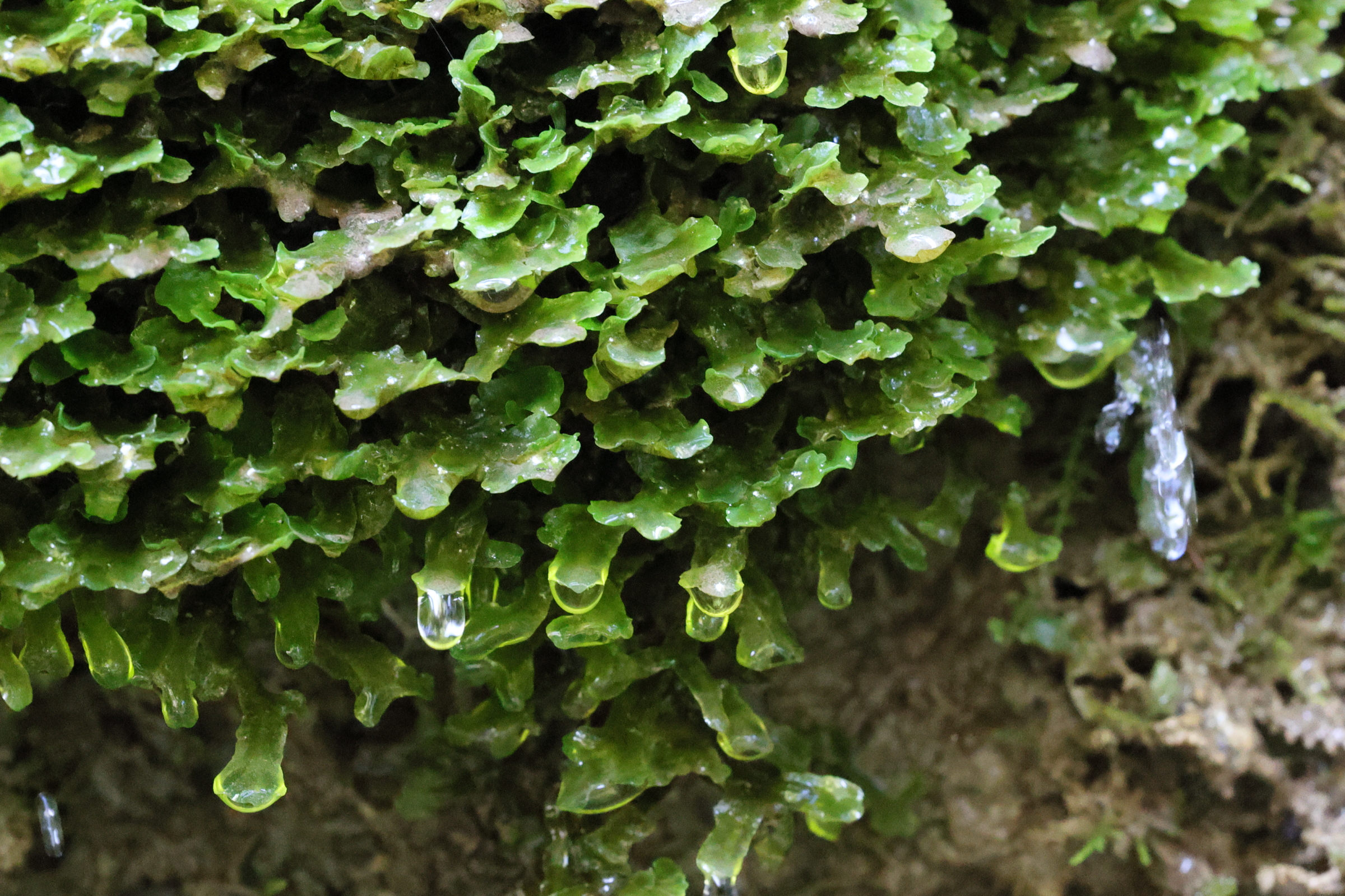 Afficher le média conocephalum_conicum1md conocephalum_conicum1md