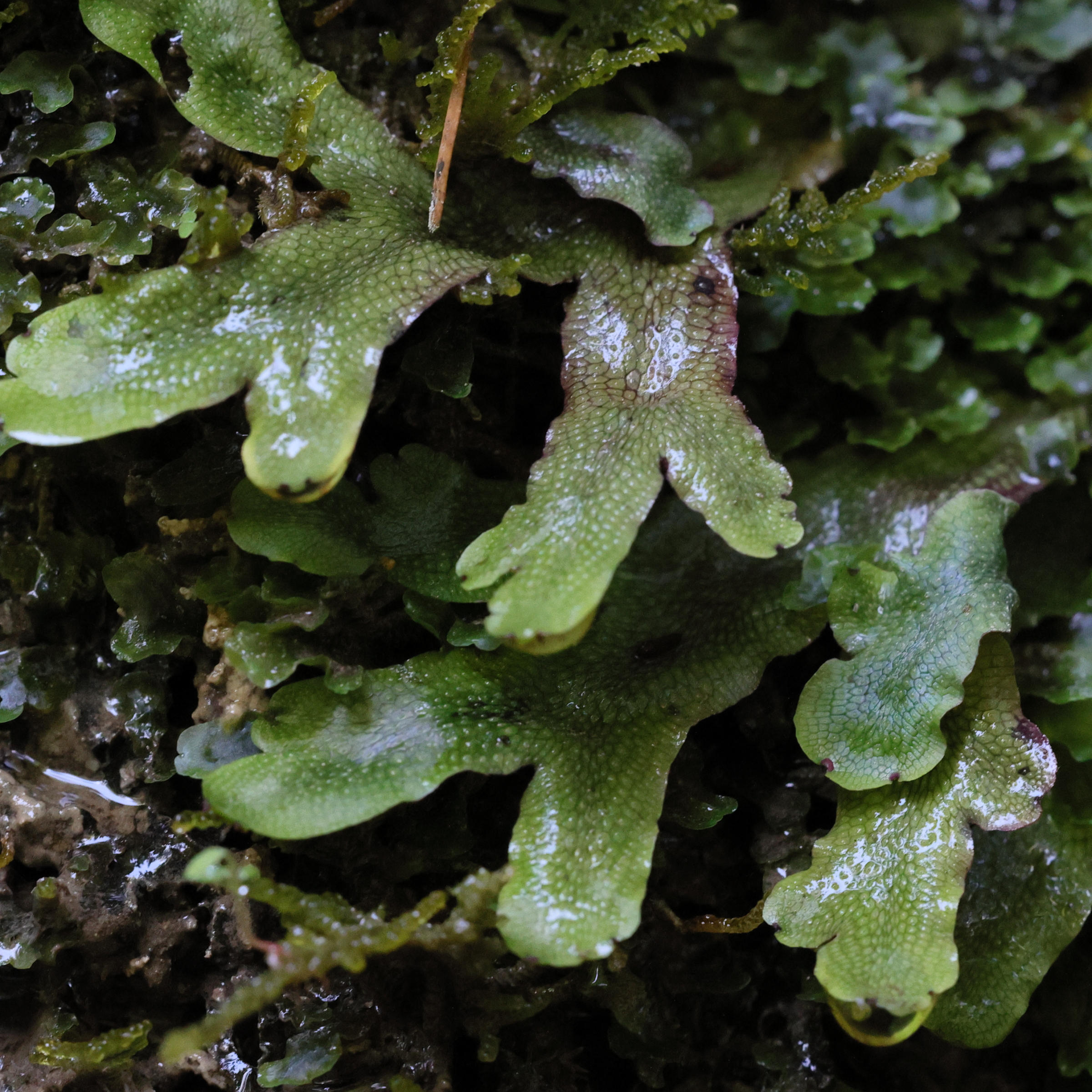 Afficher le média conocephalum_conicum2md conocephalum_conicum2md