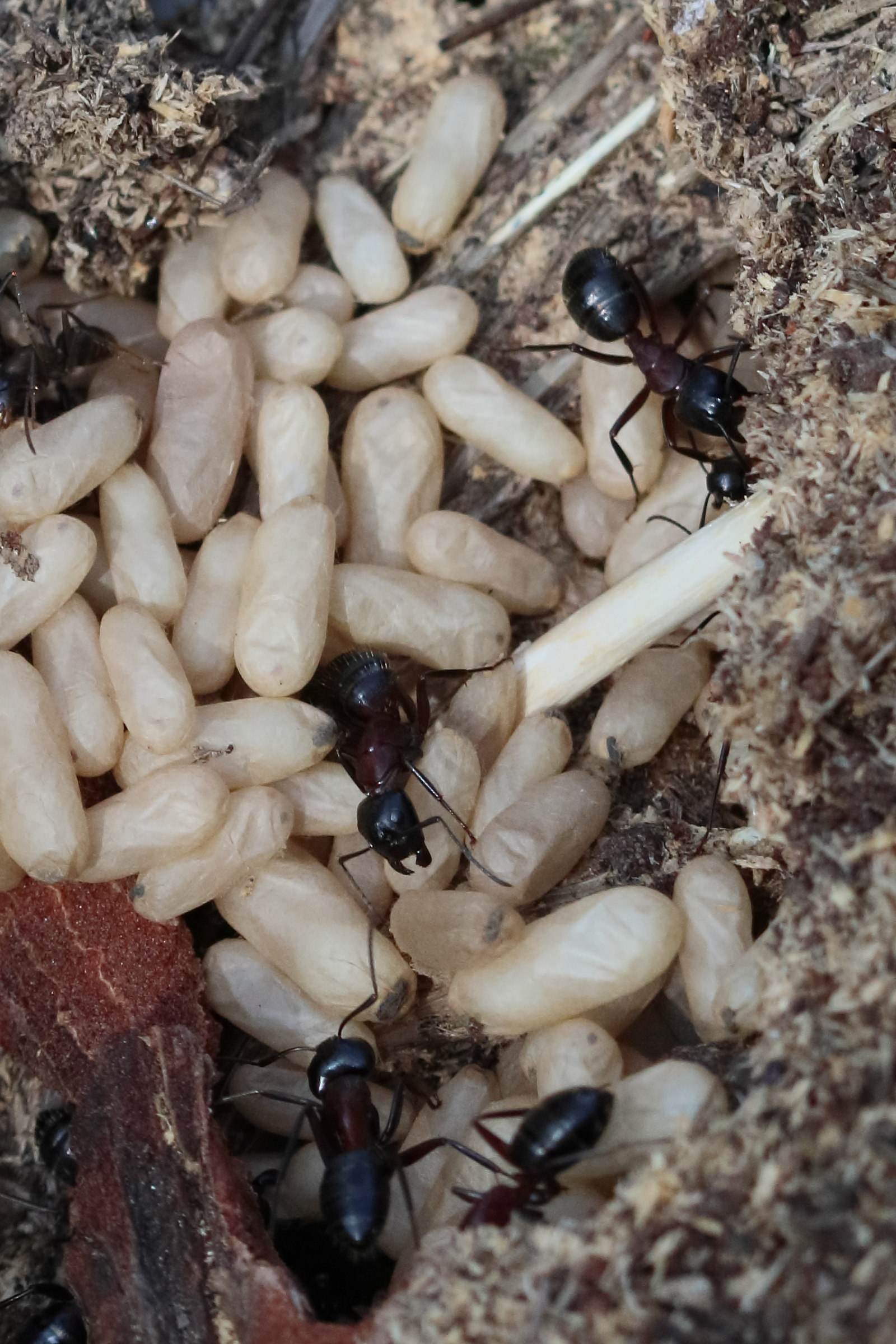 camponotus_herculeanus4bd