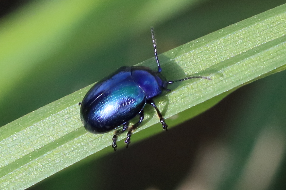 Afficher le média chrysolina_caerulans1bd chrysolina_caerulans1bd