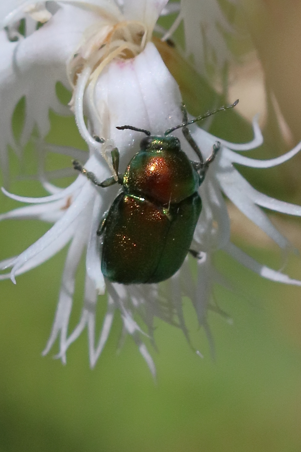 Afficher le média cryptocephalus_aureolus8bd cryptocephalus_aureolus8bd