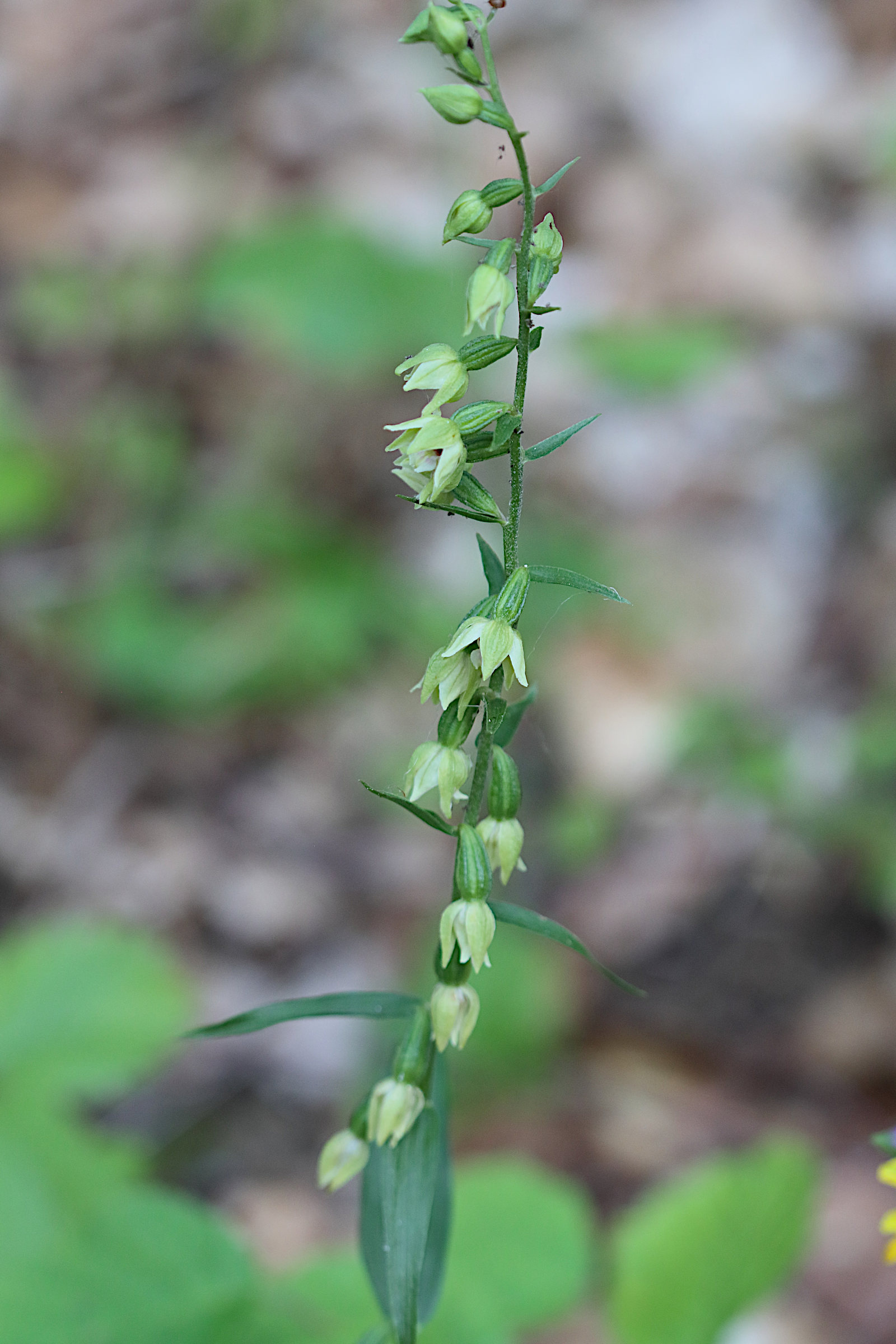 Afficher le média epipactis_muelleri4bd epipactis_muelleri4bd