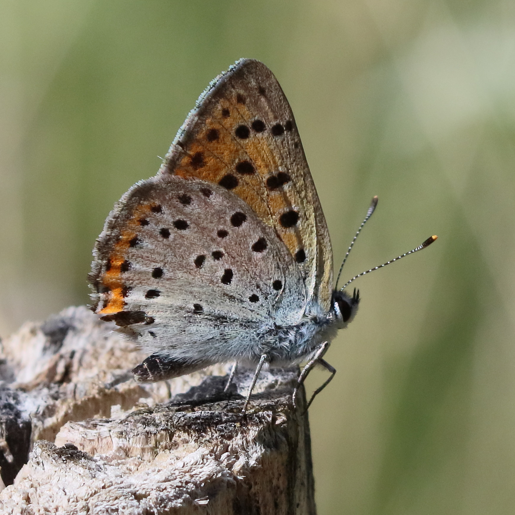lycaena_alciphron5bd