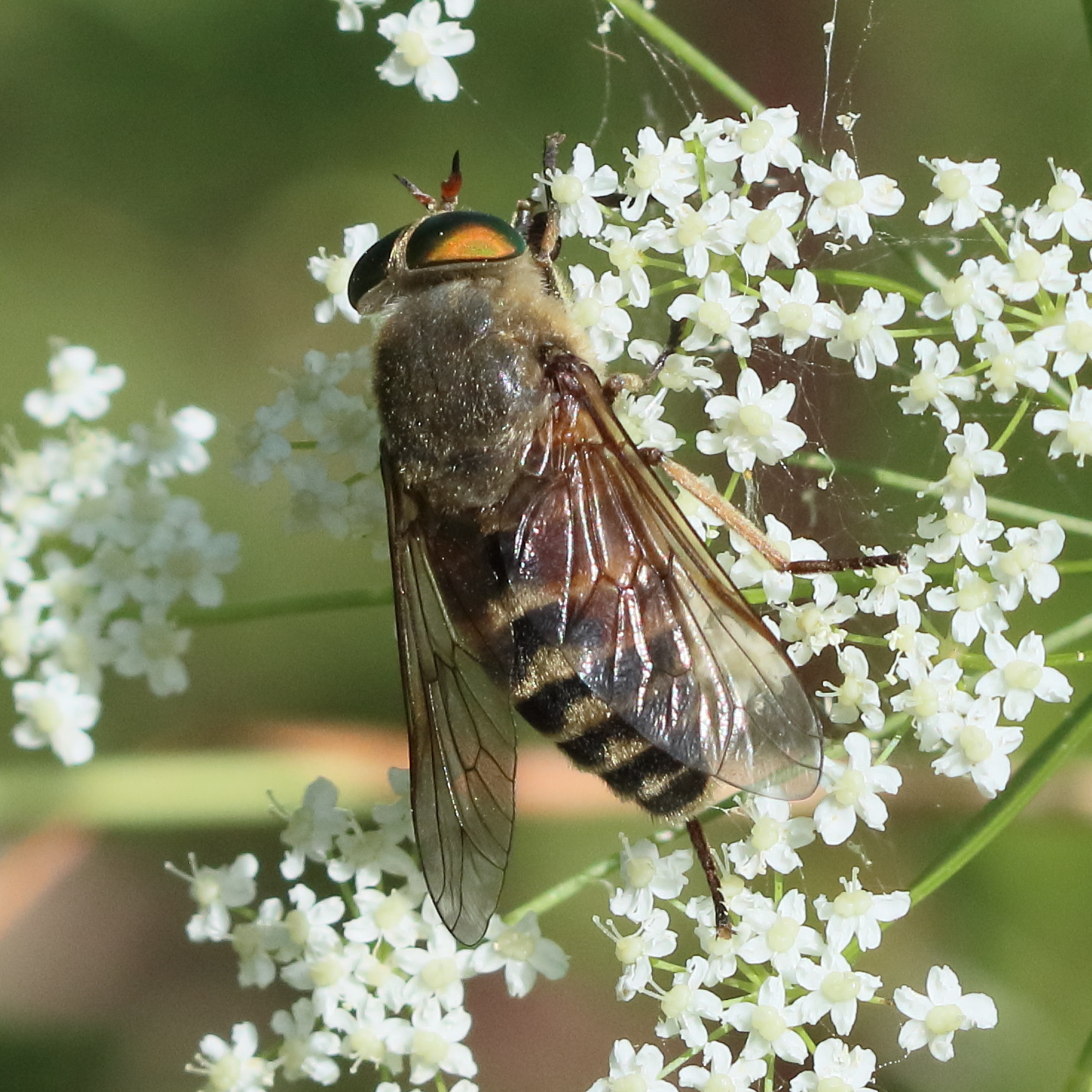 philipomyia_aprica6bd