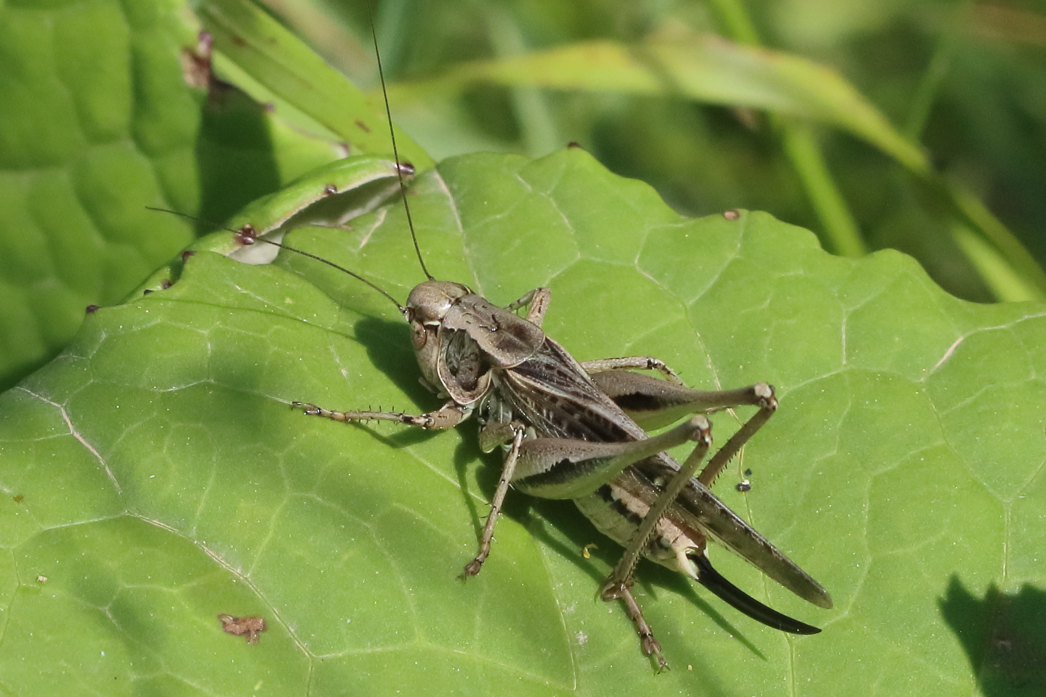 platycleis_albopunctata1bd