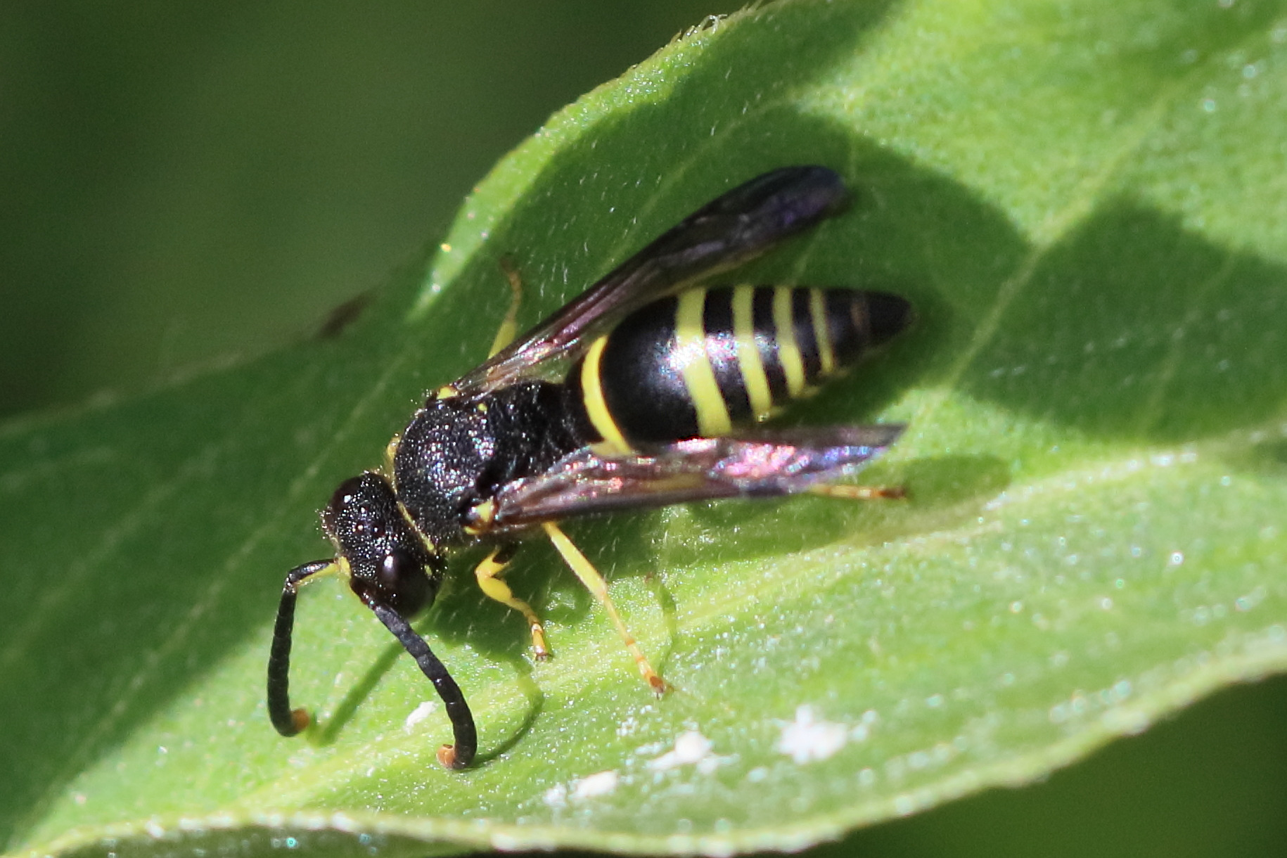 ancistrocerus_gazella2bd