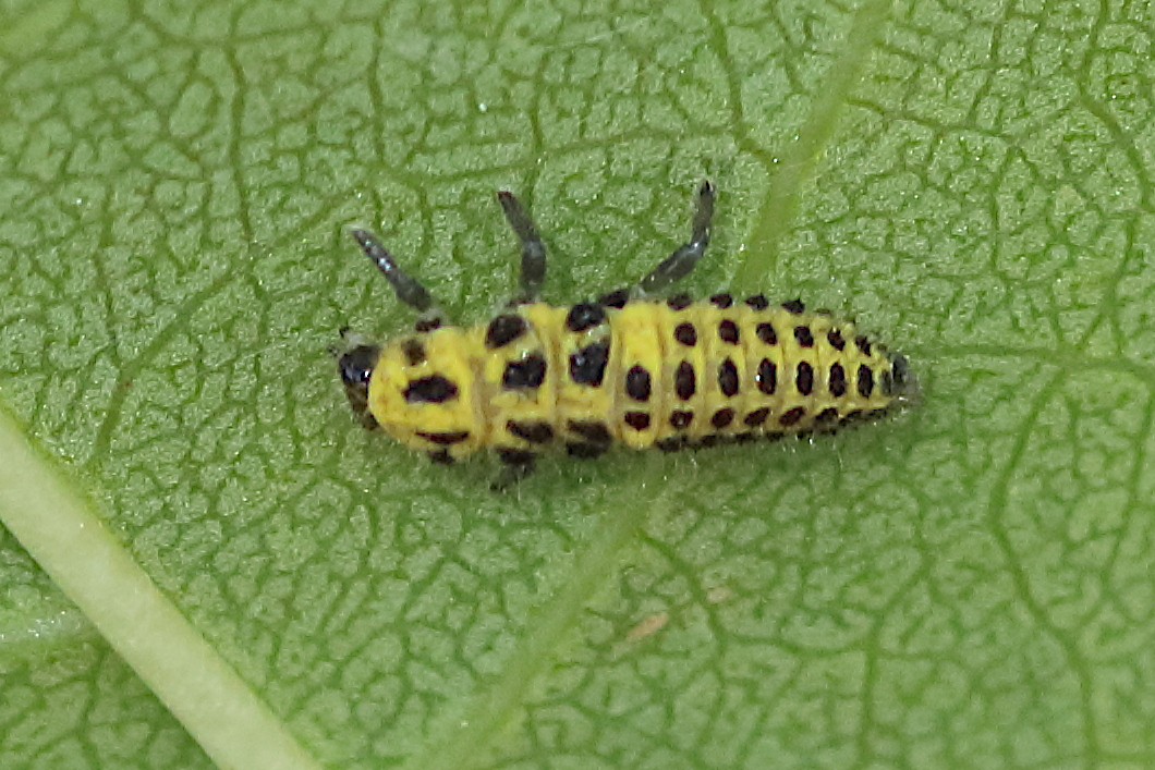 Afficher le média psyllobora_vigintiduopunctata_larve2bd psyllobora_vigintiduopunctata_larve2bd