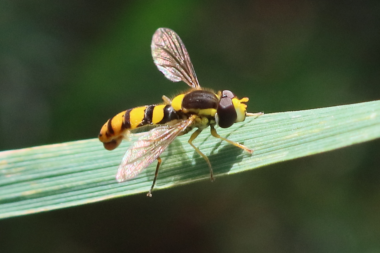 sphaerophoria_scripta8bd