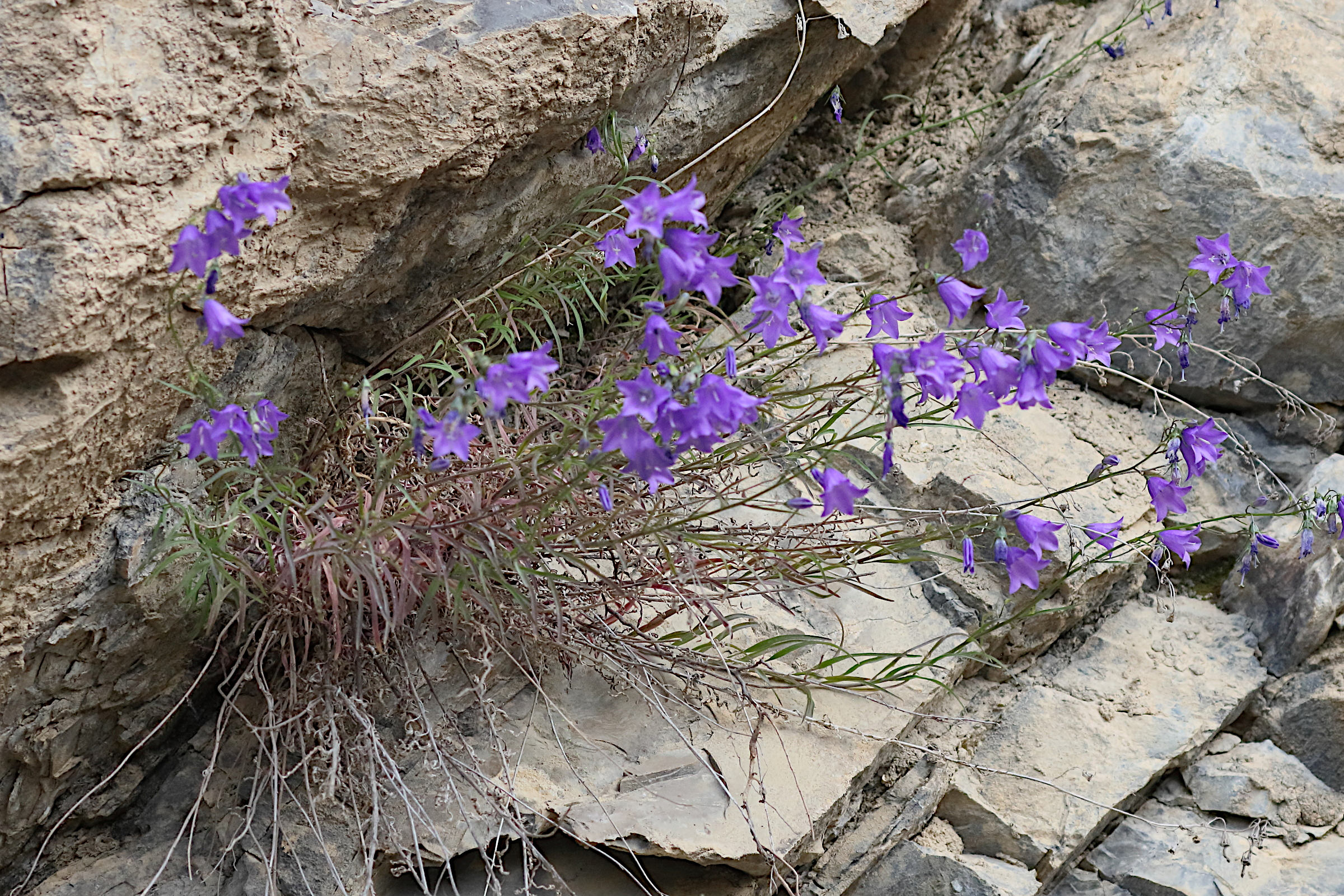 Afficher le média campanula_rotundifolia3bd campanula_rotundifolia3bd