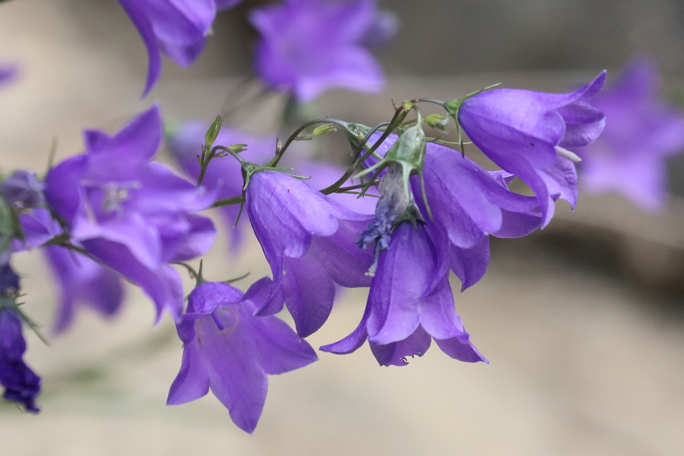 Afficher le média campanula_rotundifolia4bd campanula_rotundifolia4bd