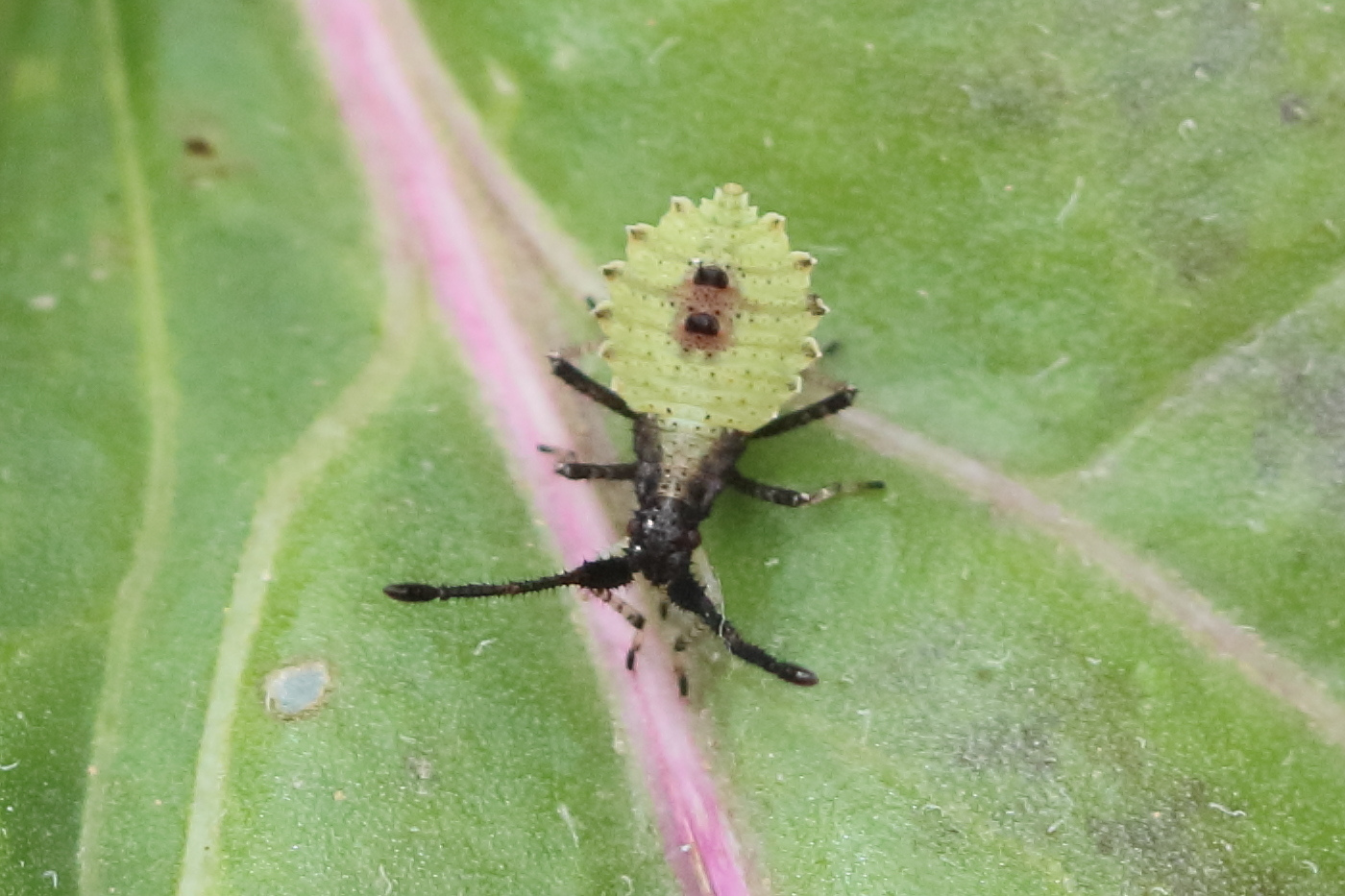 enoplops_scapha_juv1bd