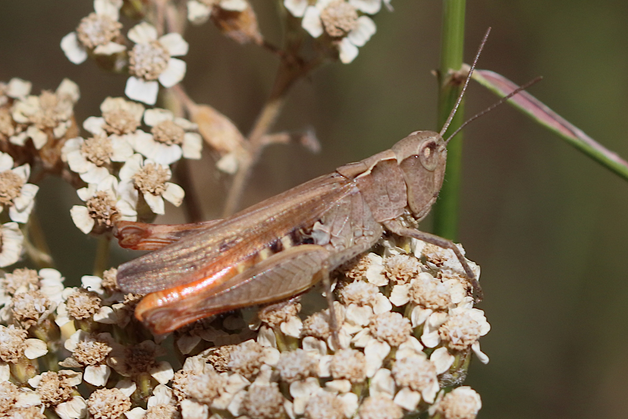 gomphocerippus_vagans5bd