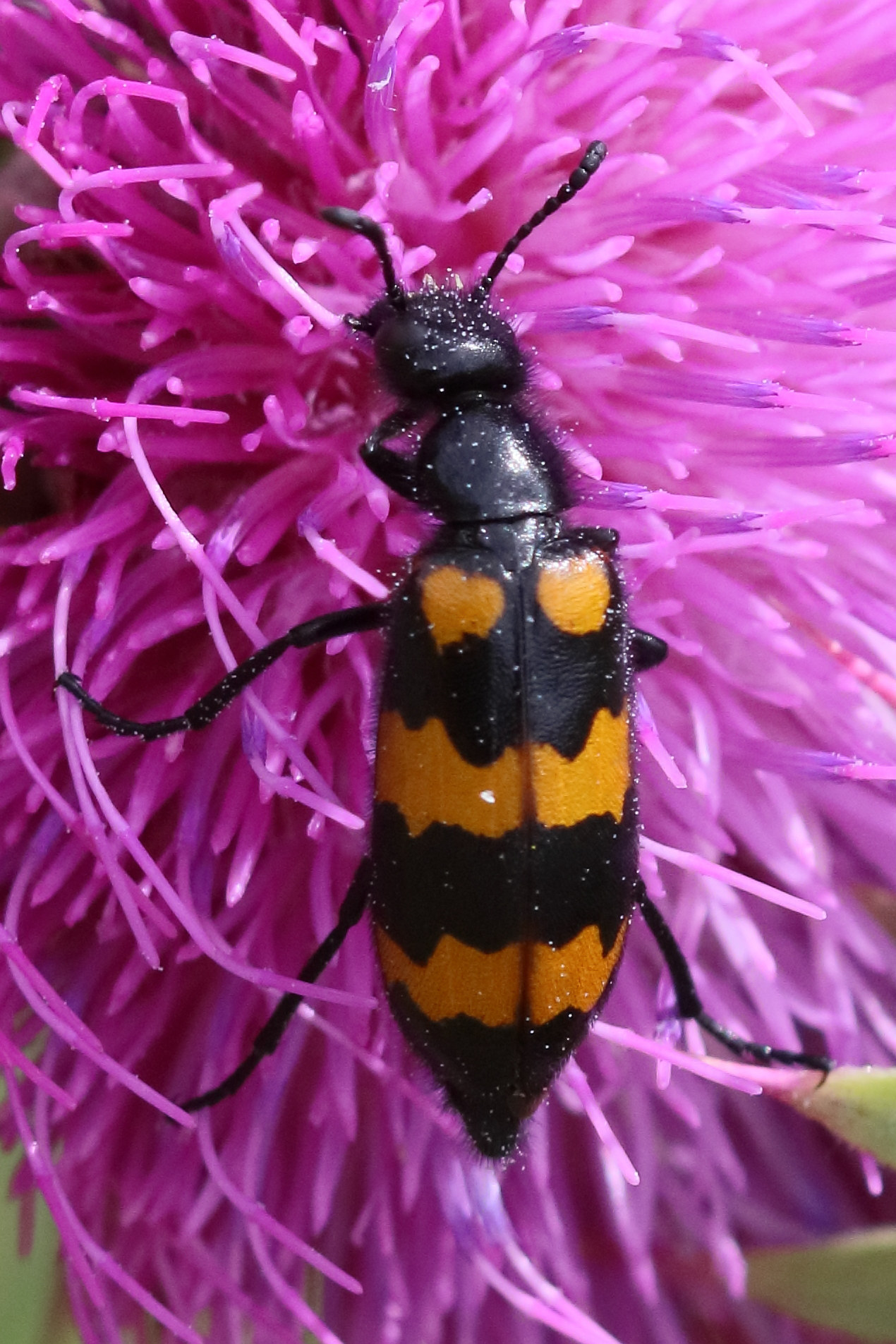 mylabris_variabilis4bd