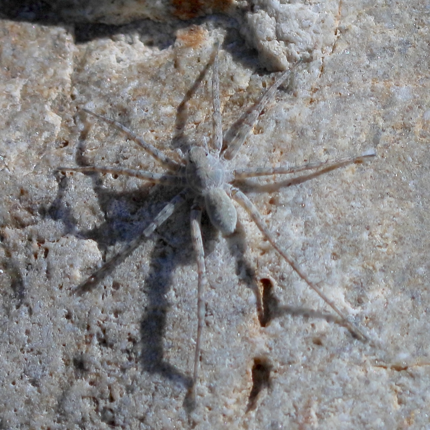 pardosa_wagleri1bd