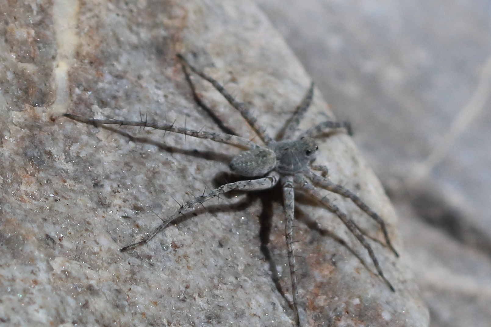 pardosa_wagleri2bd