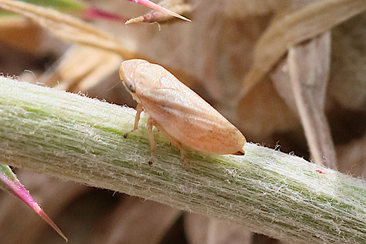 philaenus_spumarius9bd