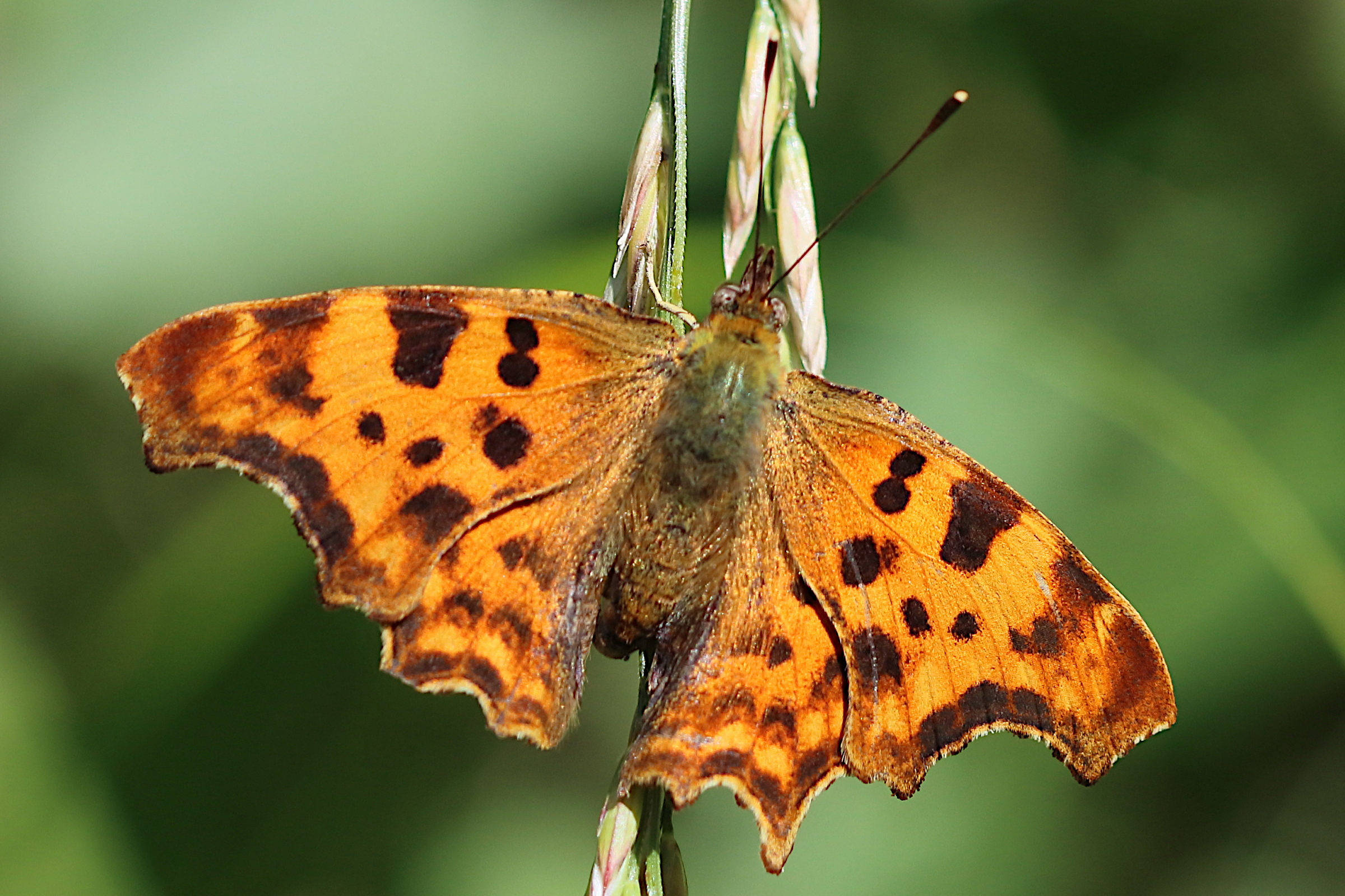 polygonia_c-album2bbd