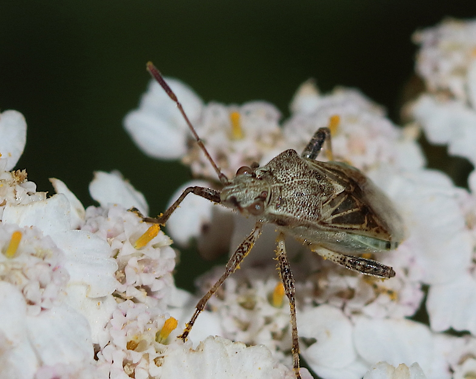 stictopleurus_punctatonervosus5bd